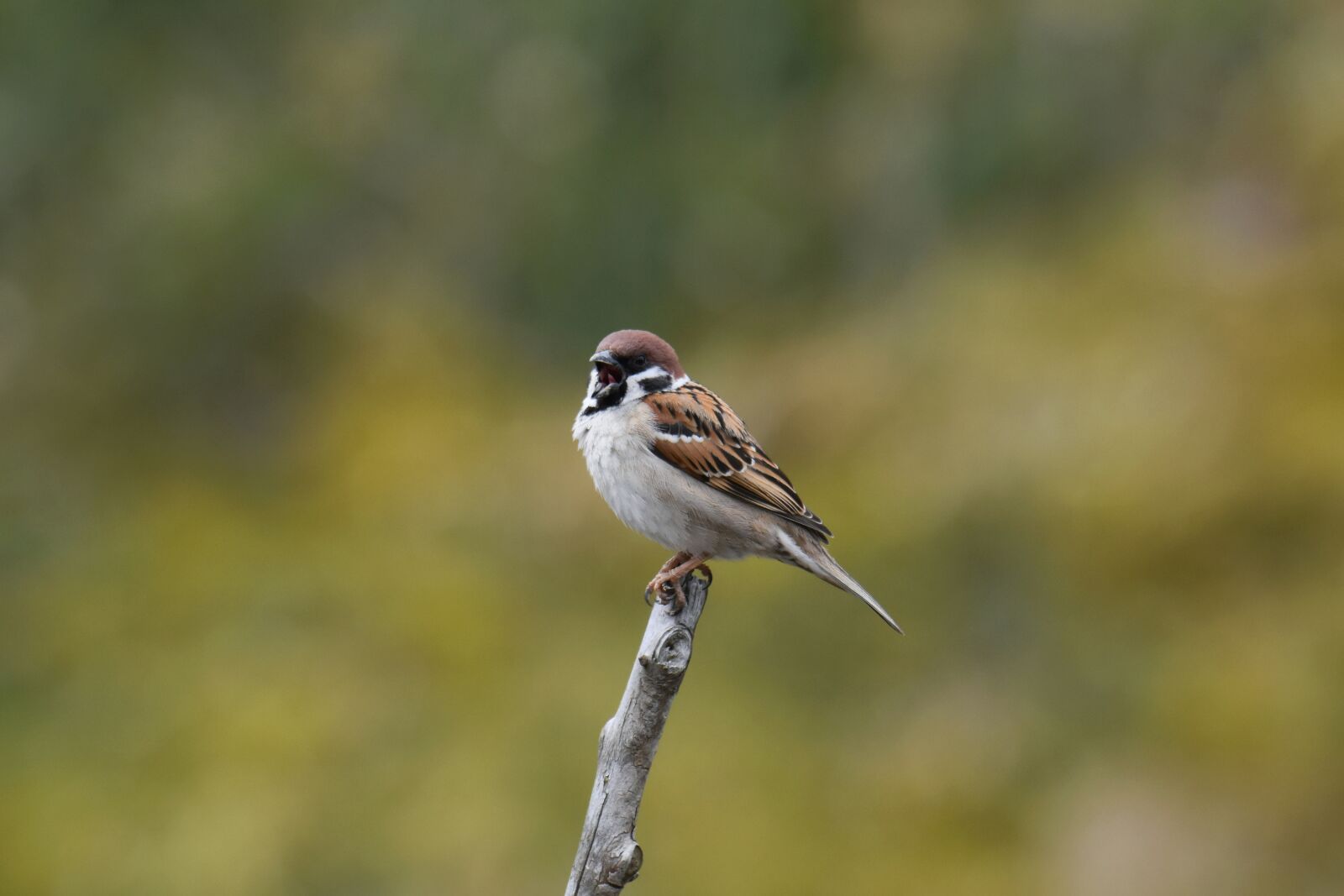 Nikon D7200 sample photo. Animal, bird, wild birds photography
