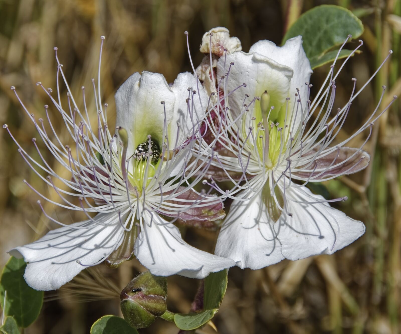 Nikon D500 sample photo. Flowers, plant, nature photography