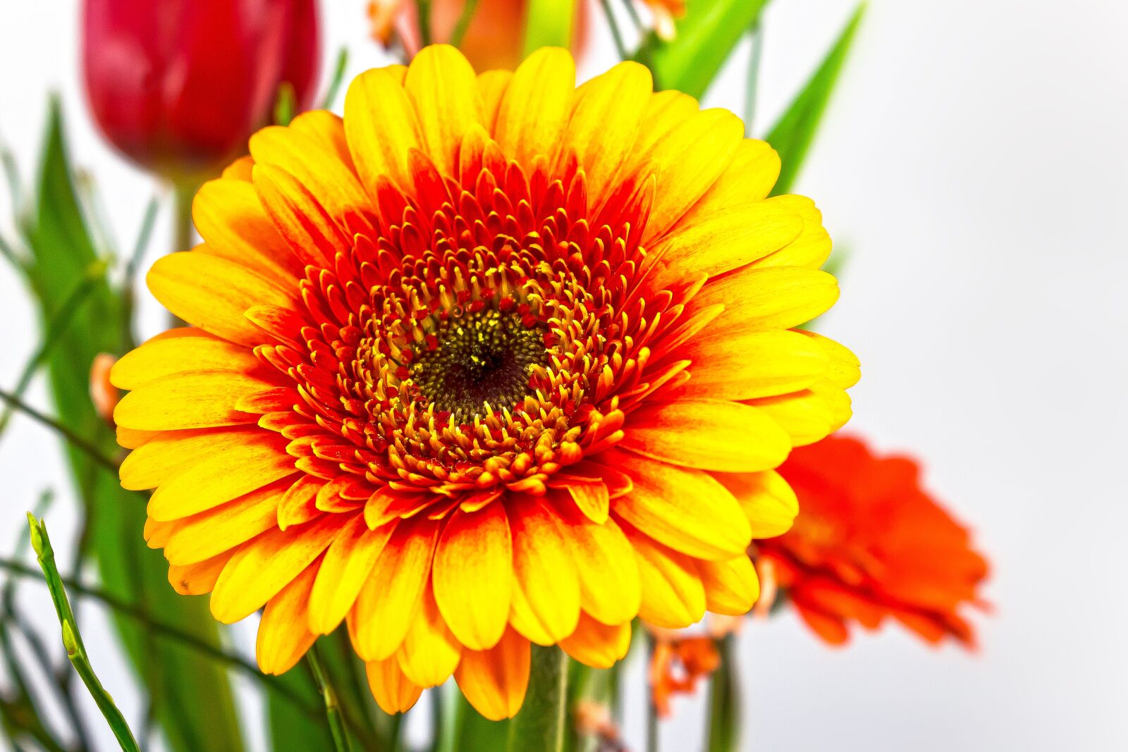 Canon EOS 1300D (EOS Rebel T6 / EOS Kiss X80) sample photo. Gerbera, composites, blossom photography