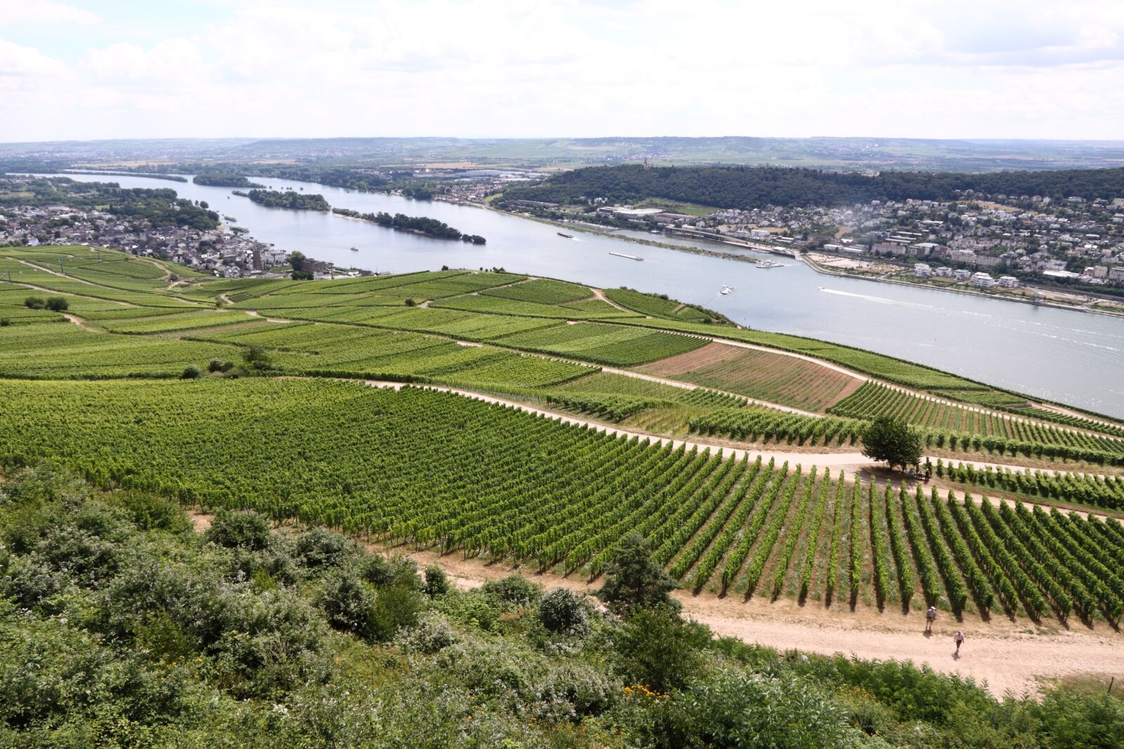 Canon EOS 50D sample photo. Rhine, river, vineyard photography