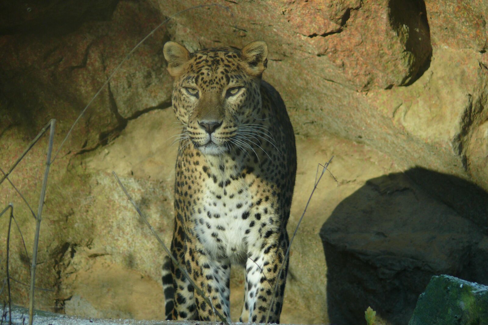 Panasonic DMC-FZ50 sample photo. Leopard, mammel, animal photography