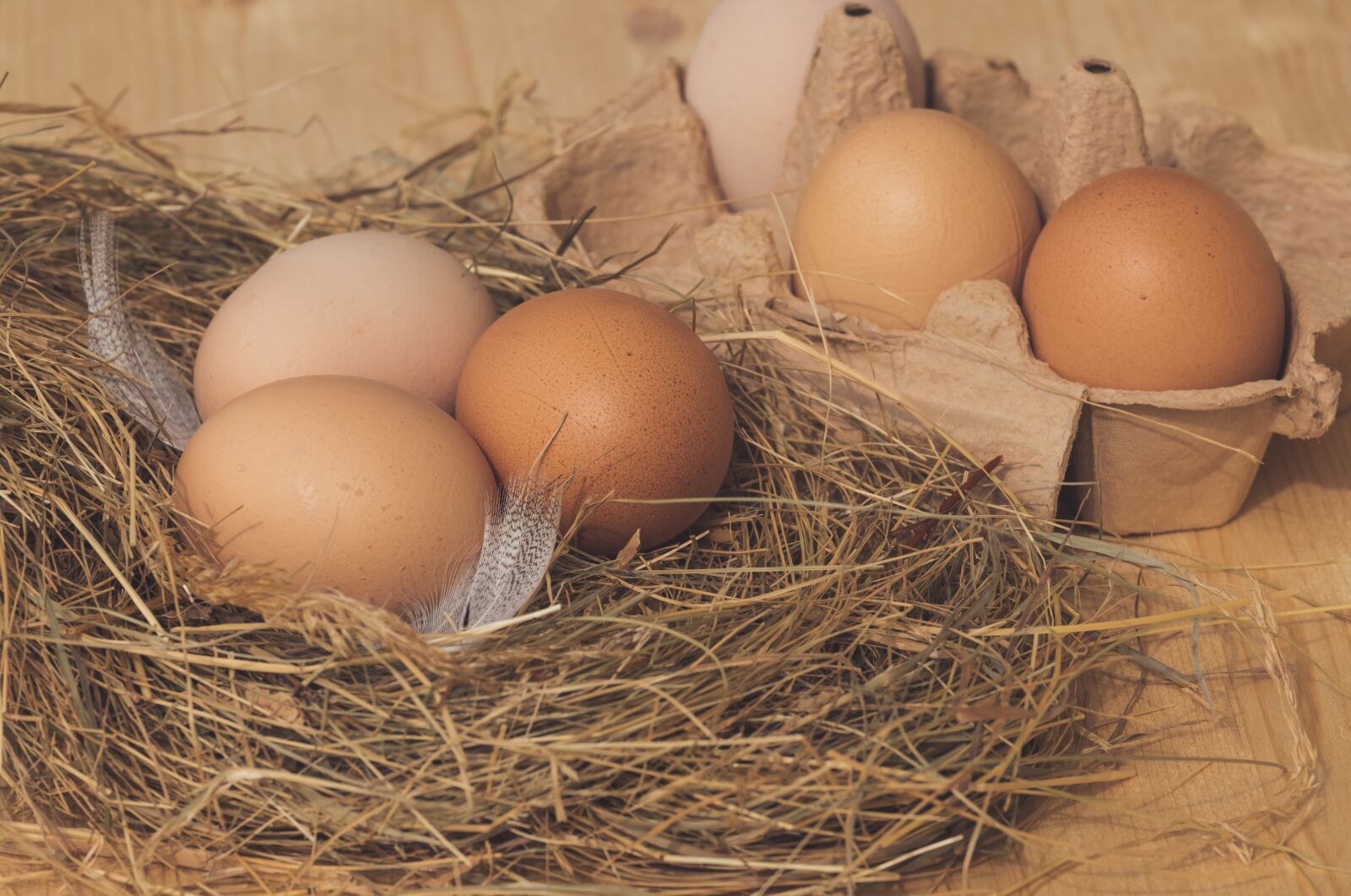 Fujifilm X-T10 sample photo. Nest, chicken eggs, brown photography