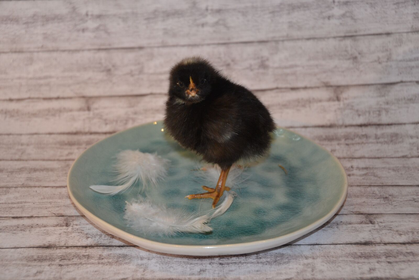 Nikon D3100 sample photo. Chicks, black, fluffy photography