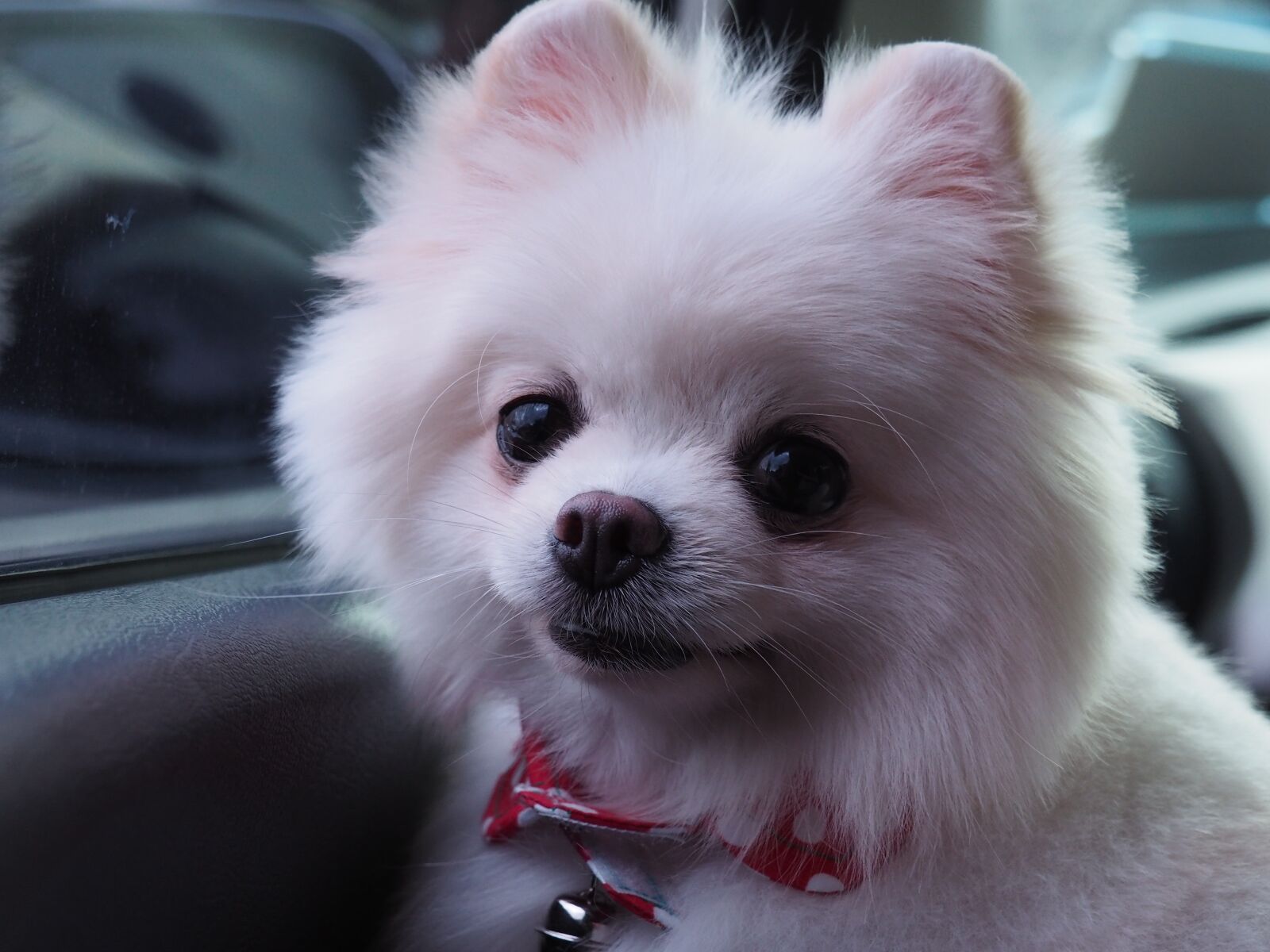 Olympus OM-D E-M5 II sample photo. Dog, little, vodka photography
