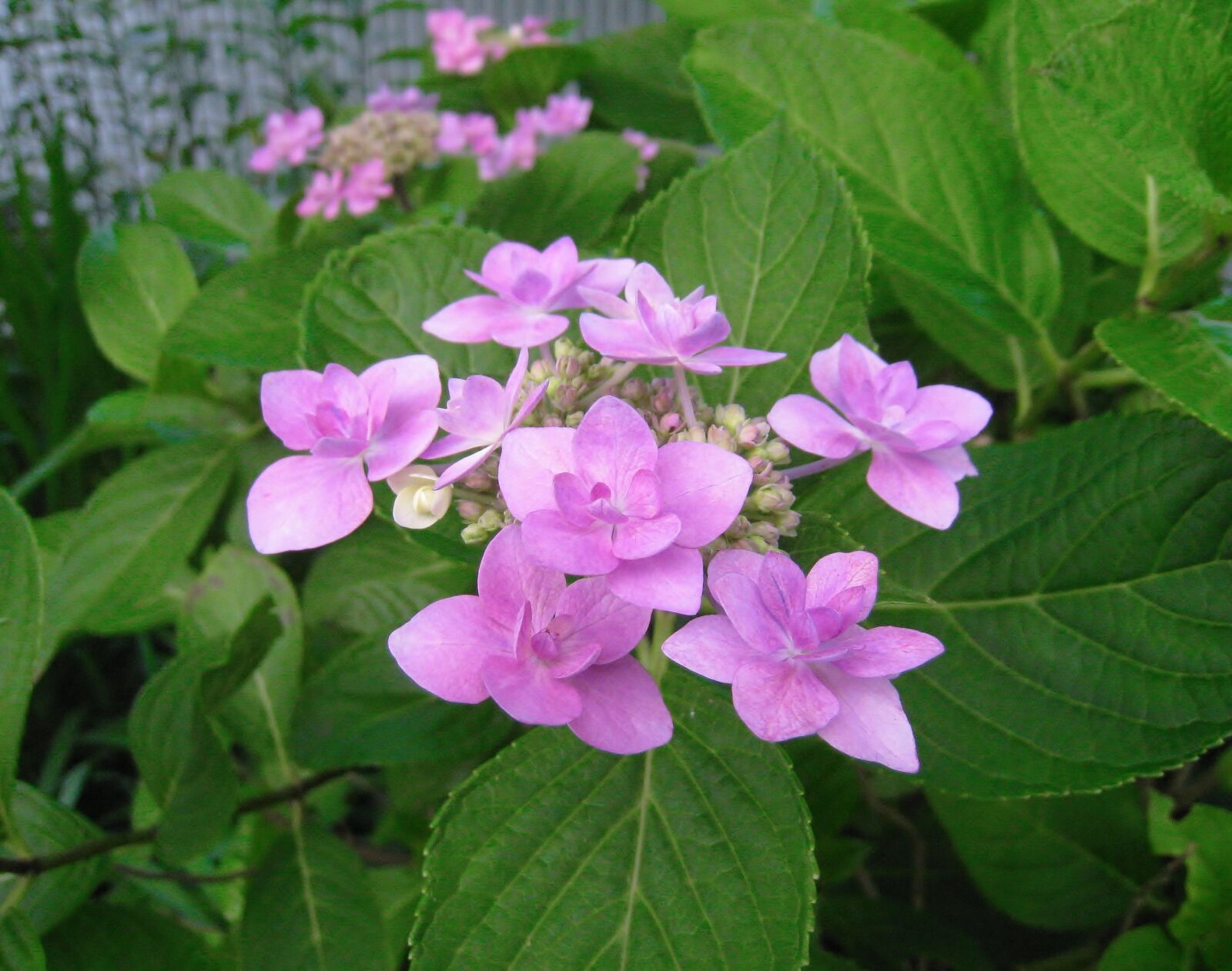 Canon IXY DIGITAL 910 IS sample photo. Hydrangea, pink, leaf photography