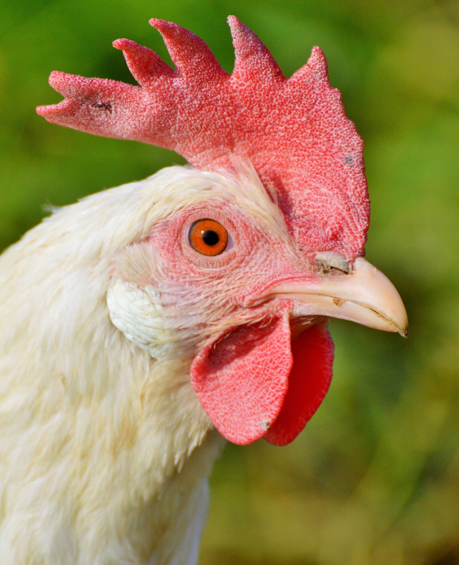 Nikon D3200 sample photo. Chicken, hen, poultry photography