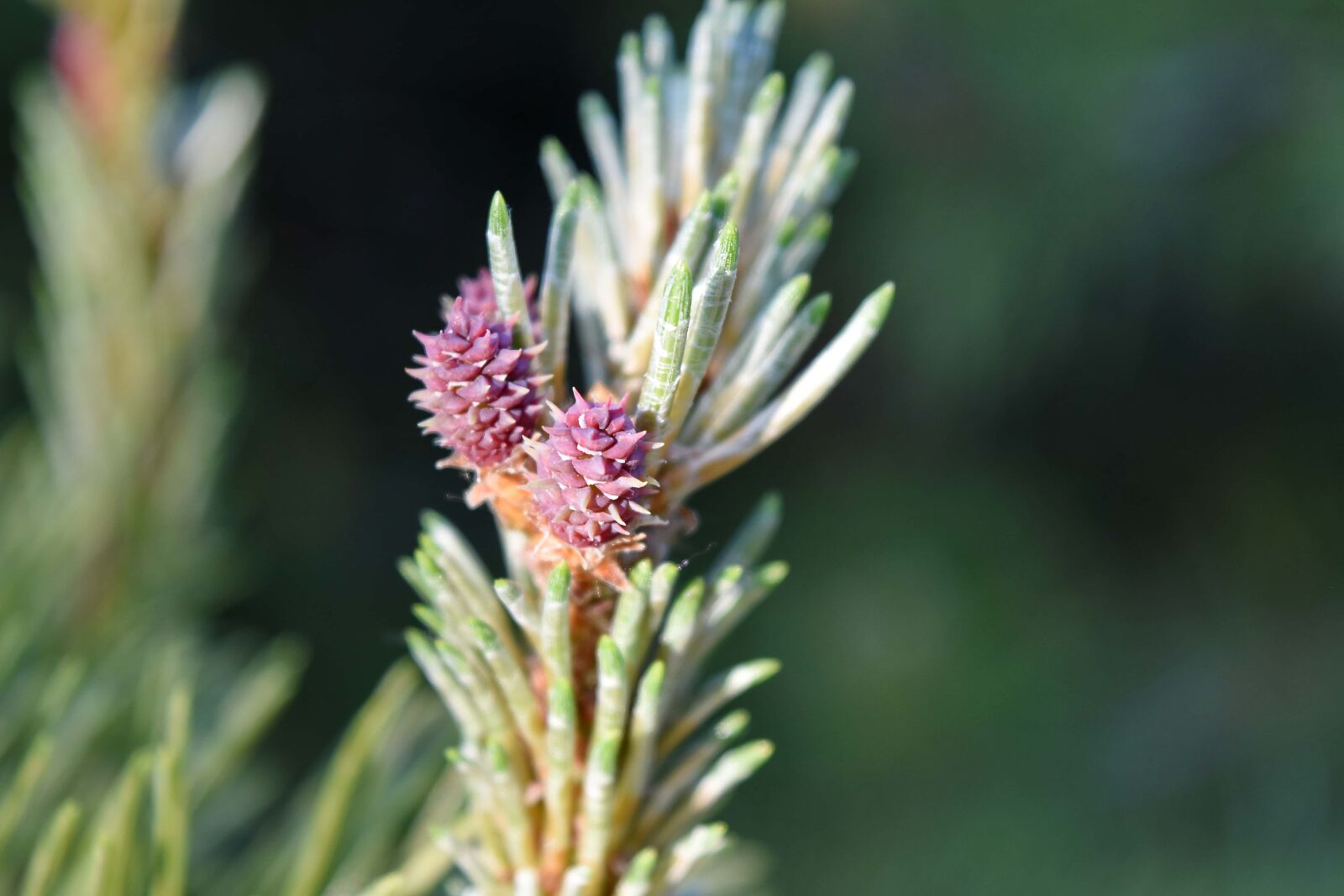 Nikon D5500 sample photo. Conifers, pine, herb, plant photography