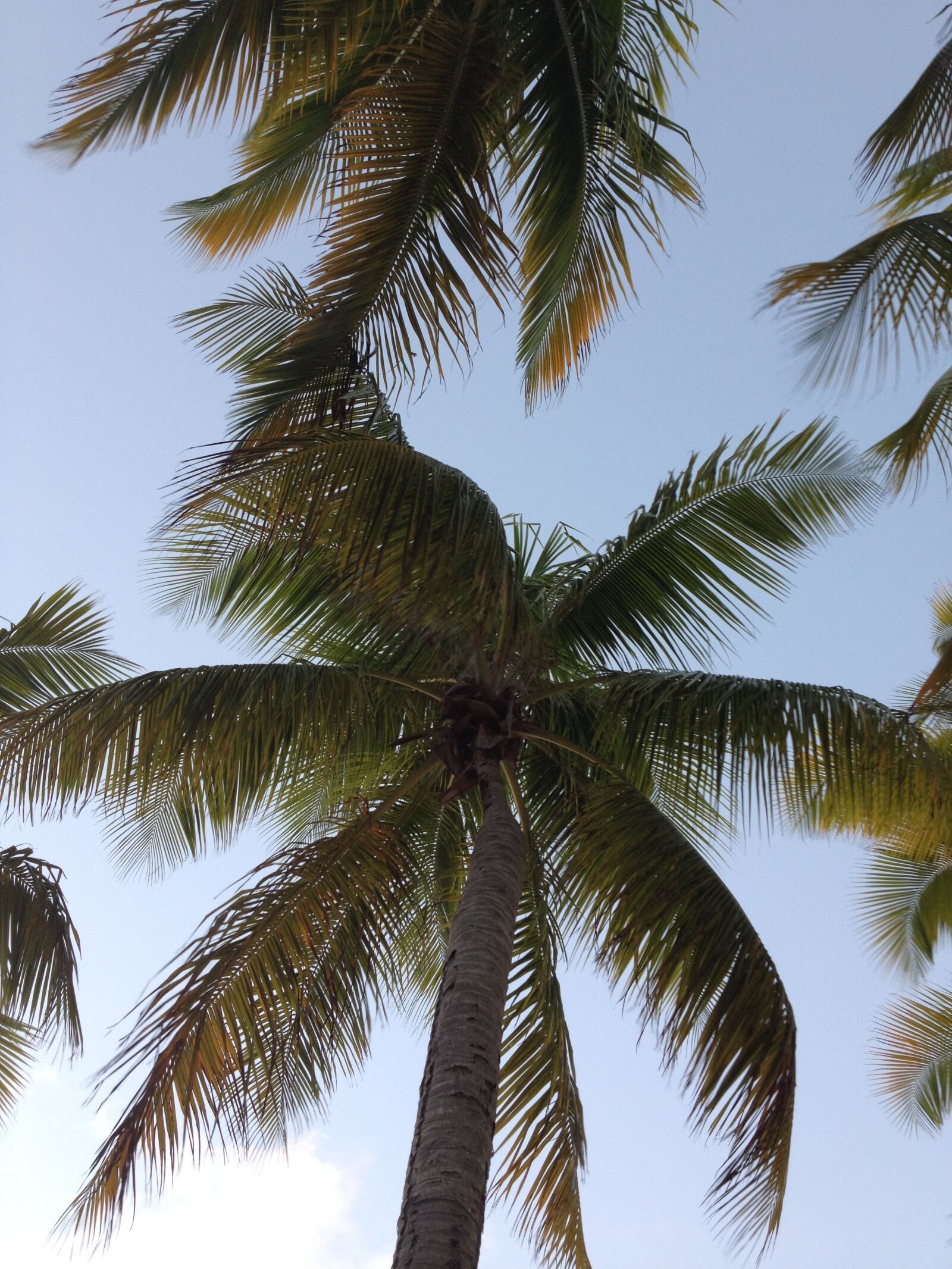 Apple iPhone 4S sample photo. Palm tree, nature, palm photography