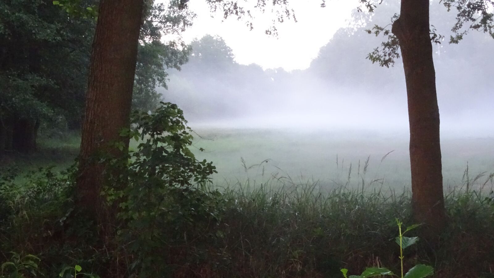 Sony Cyber-shot DSC-HX400V sample photo. Fog, landscape, mood photography