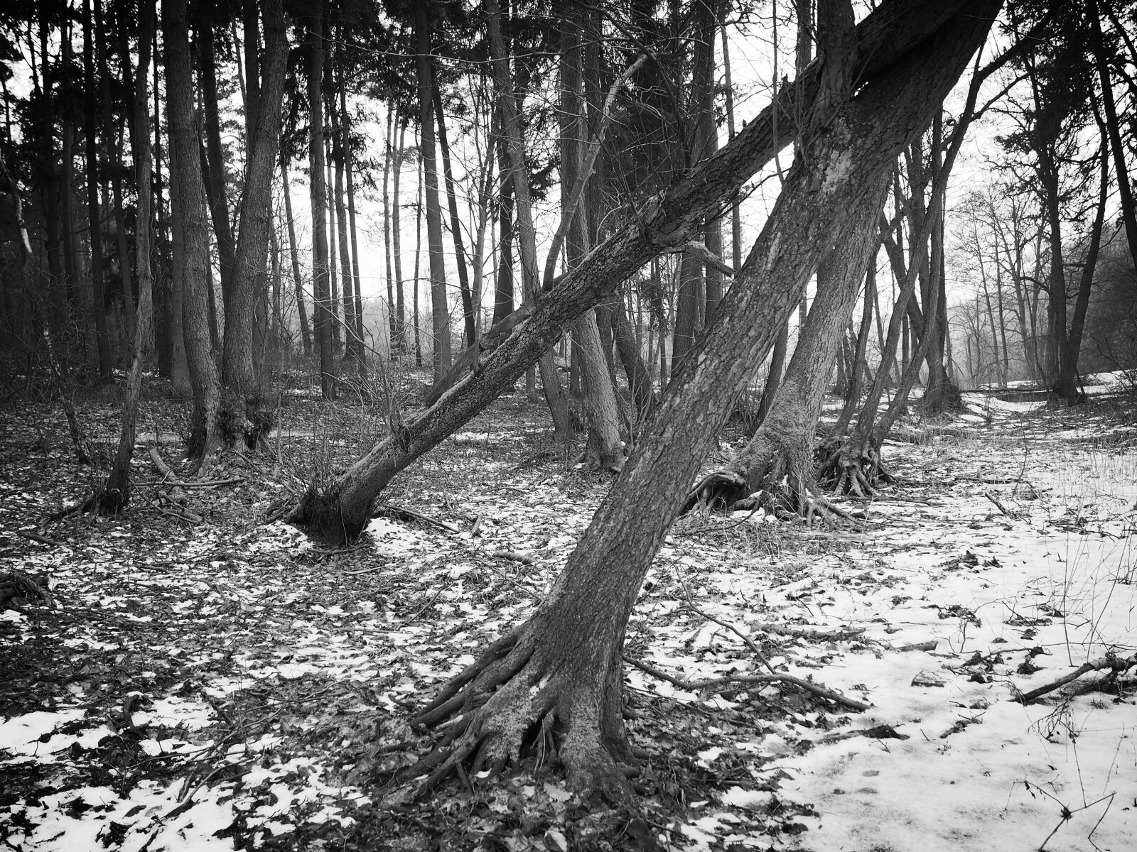 Olympus PEN E-PL6 sample photo. Winter, forest, tree photography