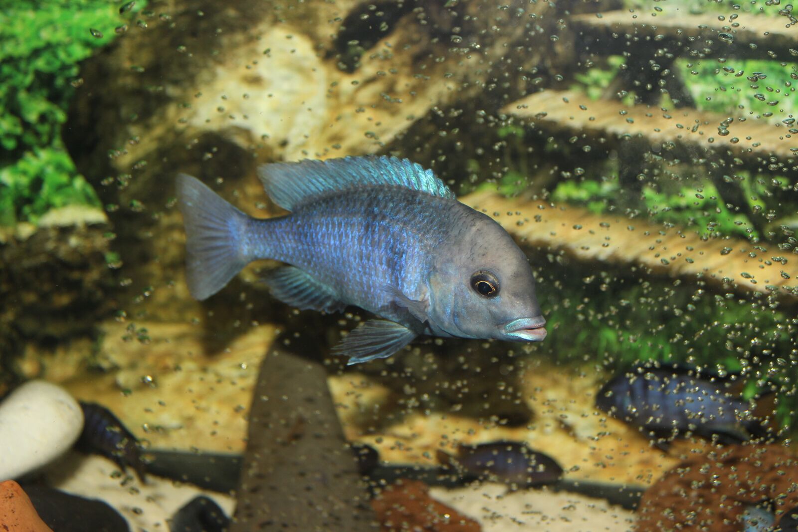 Canon EOS 600D (Rebel EOS T3i / EOS Kiss X5) sample photo. Aquarium, fish, chiclet fish photography