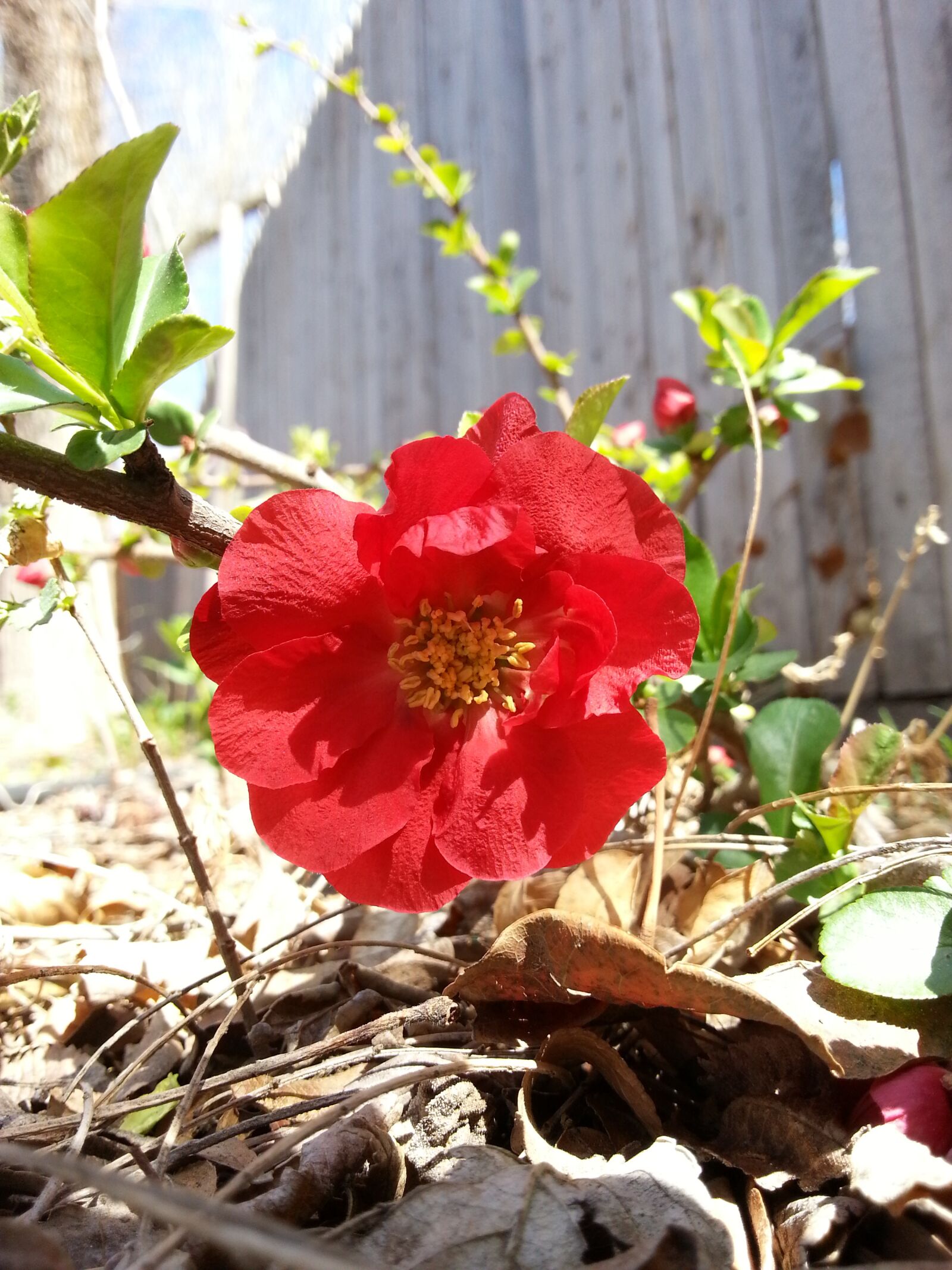 Samsung Galaxy S3 sample photo. Red, bloom, quince photography