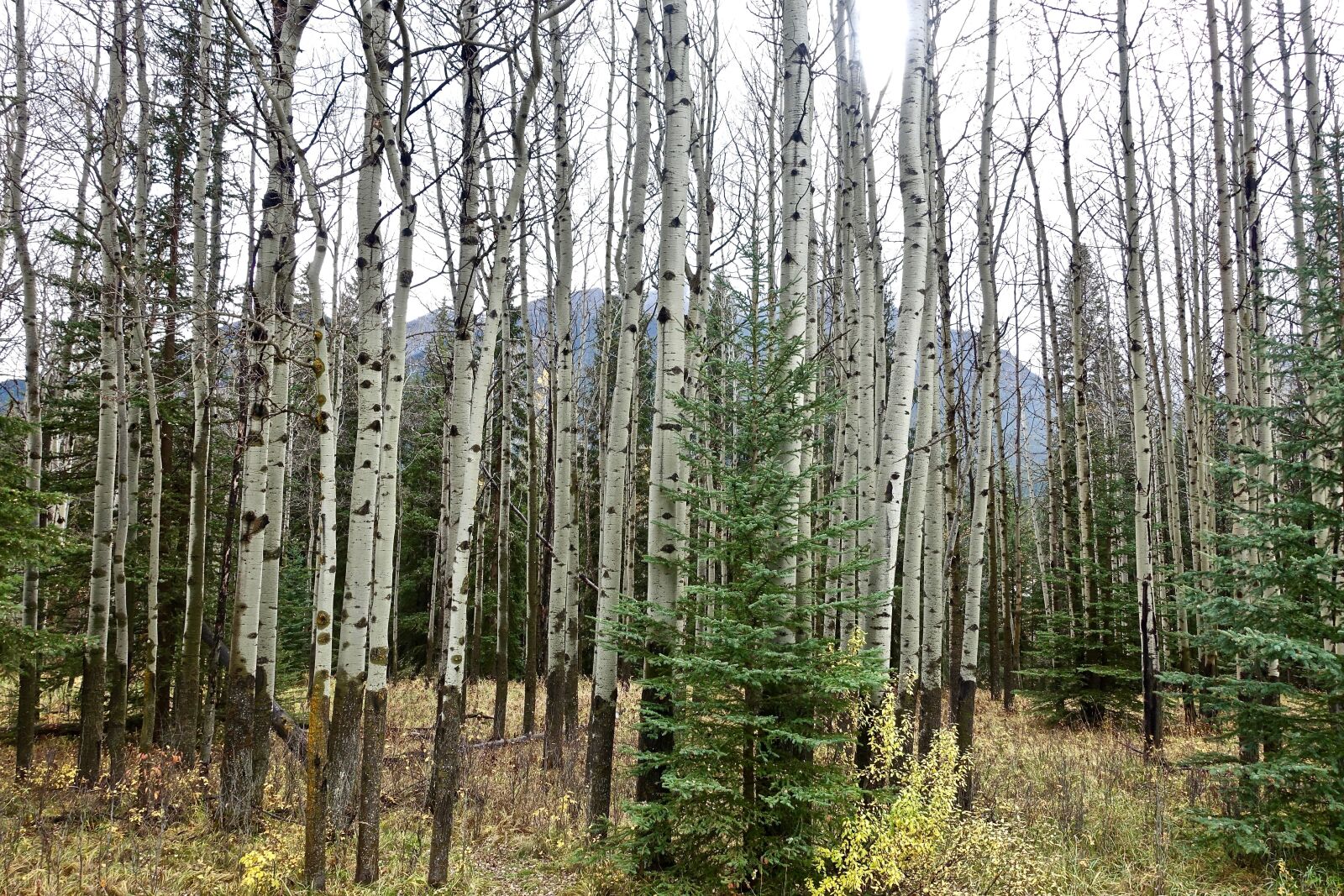Sony Cyber-shot DSC-RX100 III sample photo. Trees, birch, forest photography