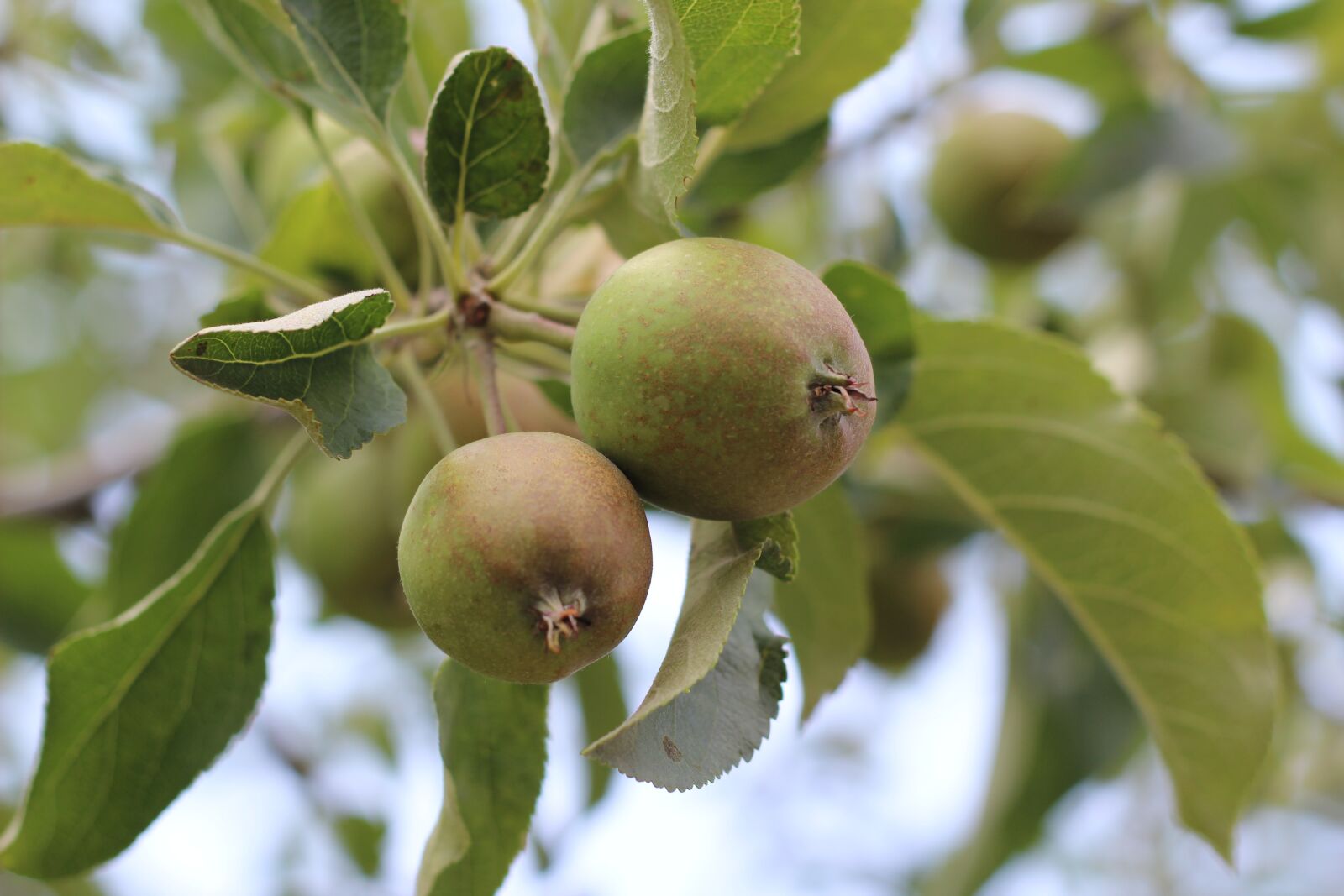 Canon EF 50mm F1.8 II sample photo. Apple, apple tree, fruit photography