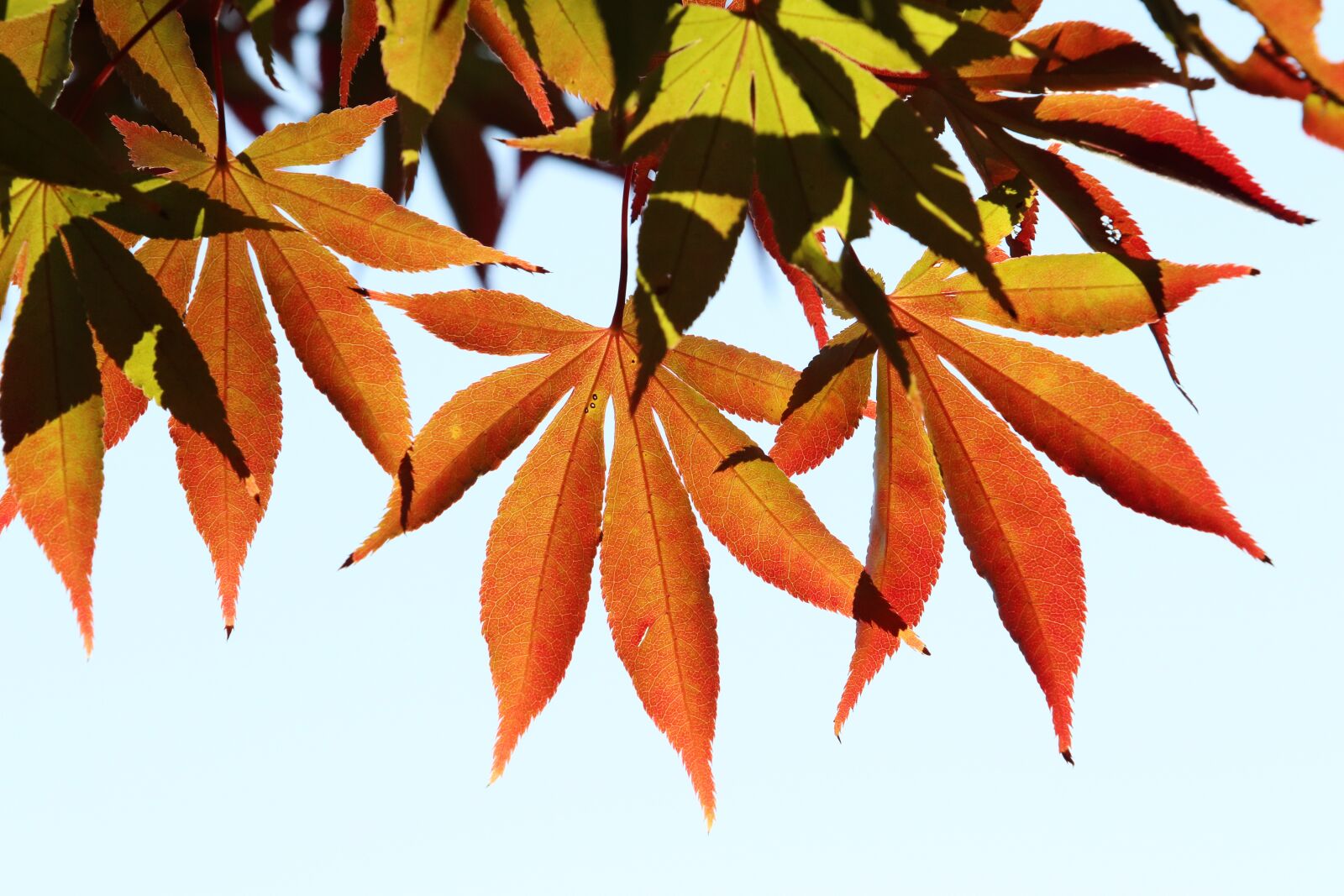 Canon EF 70-200mm F2.8L USM sample photo. Autumn, autumn leaves, the photography