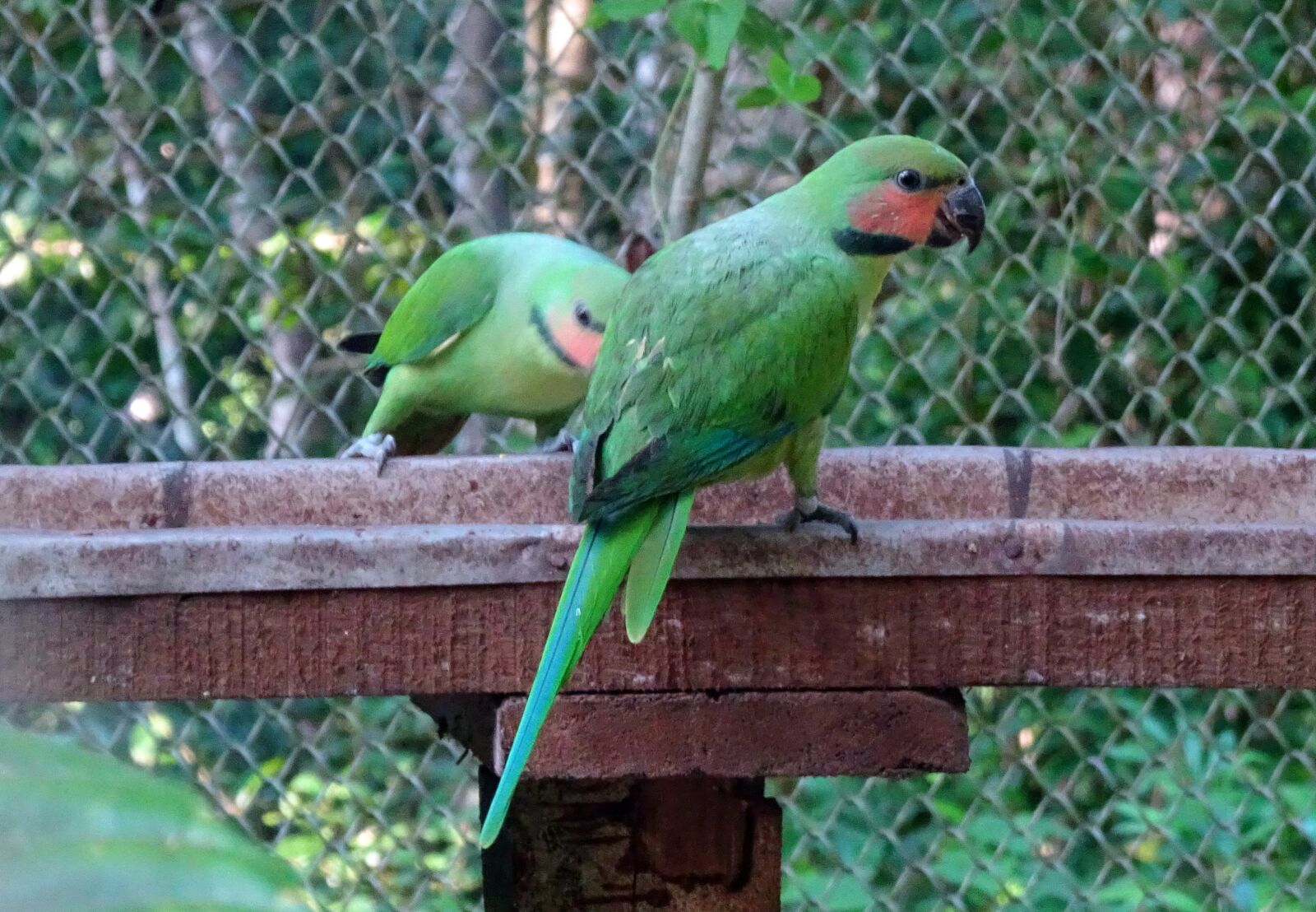 Sony Cyber-shot DSC-HX90V sample photo. Bird, parrot, long-tailed parakeet photography