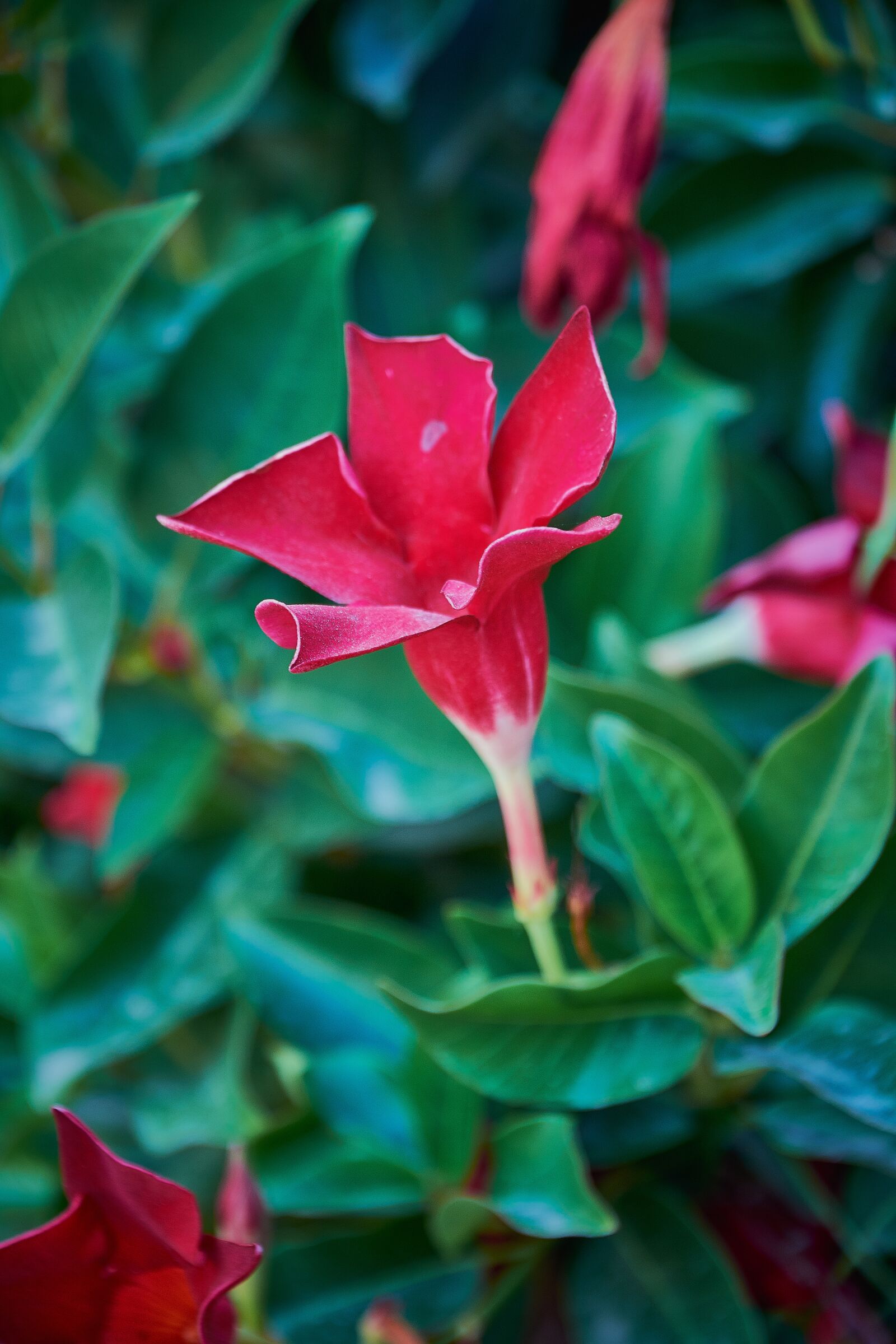 Nikon D7200 sample photo. Flower, garden, red photography