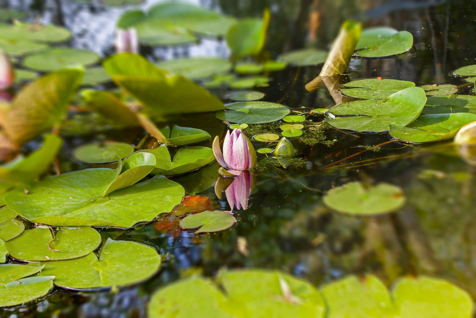 Canon EOS 50D sample photo. Water lilies, lake, pond photography