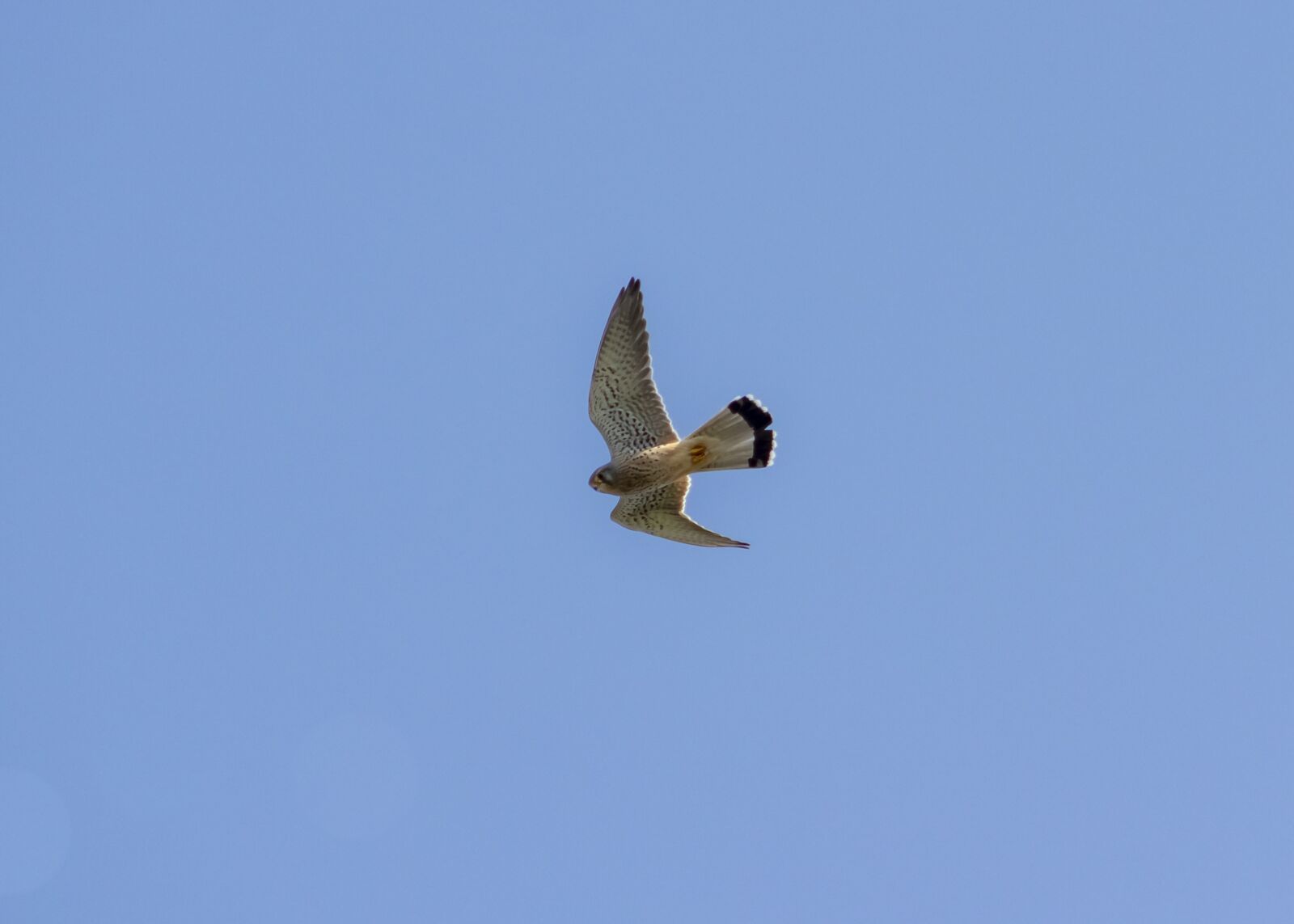 Canon EF75-300mm f/4-5.6 sample photo. Red-footed falcon, bird of photography