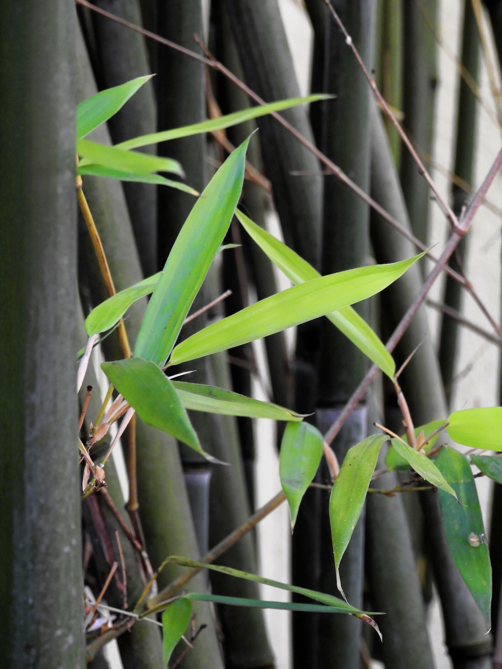 Nikon Coolpix P900 sample photo. Plant, bamboo, green photography