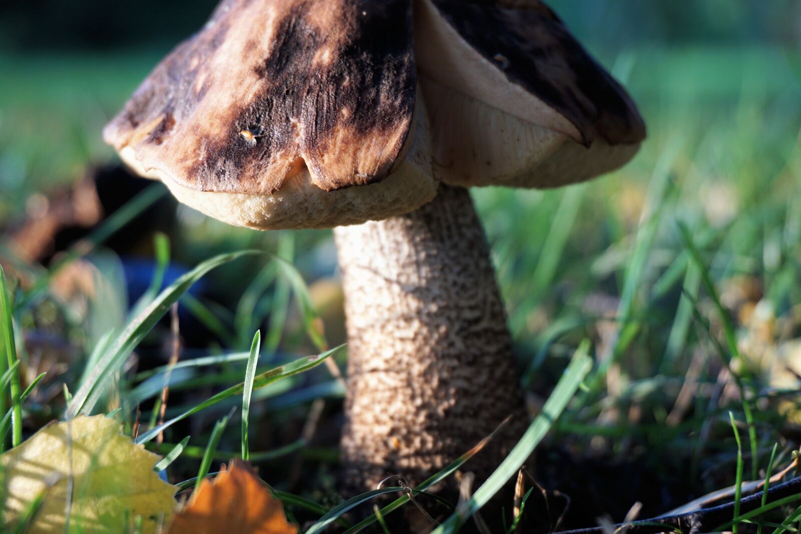 Sony a6000 sample photo. Mushroom, forest, nature photography