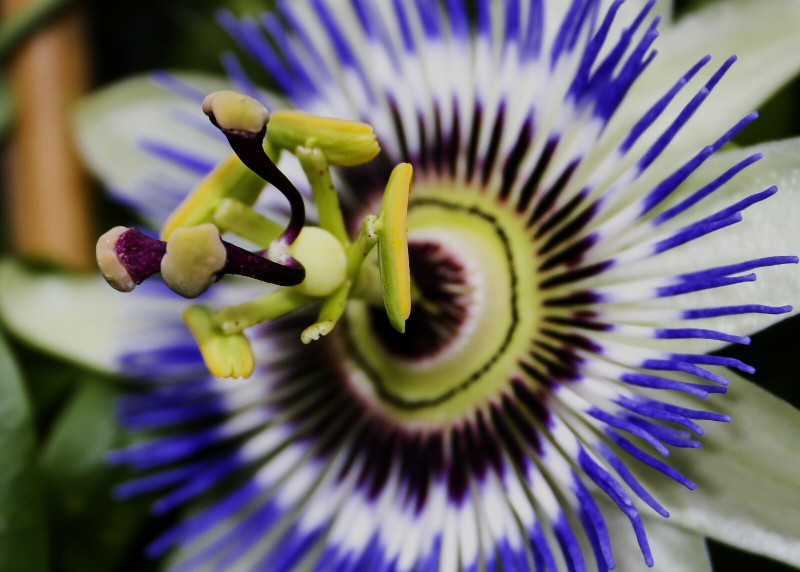 Canon EF-S 18-55mm F3.5-5.6 II sample photo. Passiflora, blossom, bloom photography