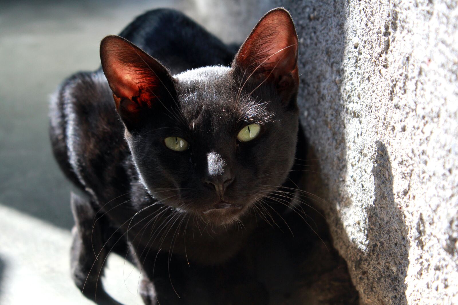 Canon EOS 600D (Rebel EOS T3i / EOS Kiss X5) sample photo. Black cat, green eye photography
