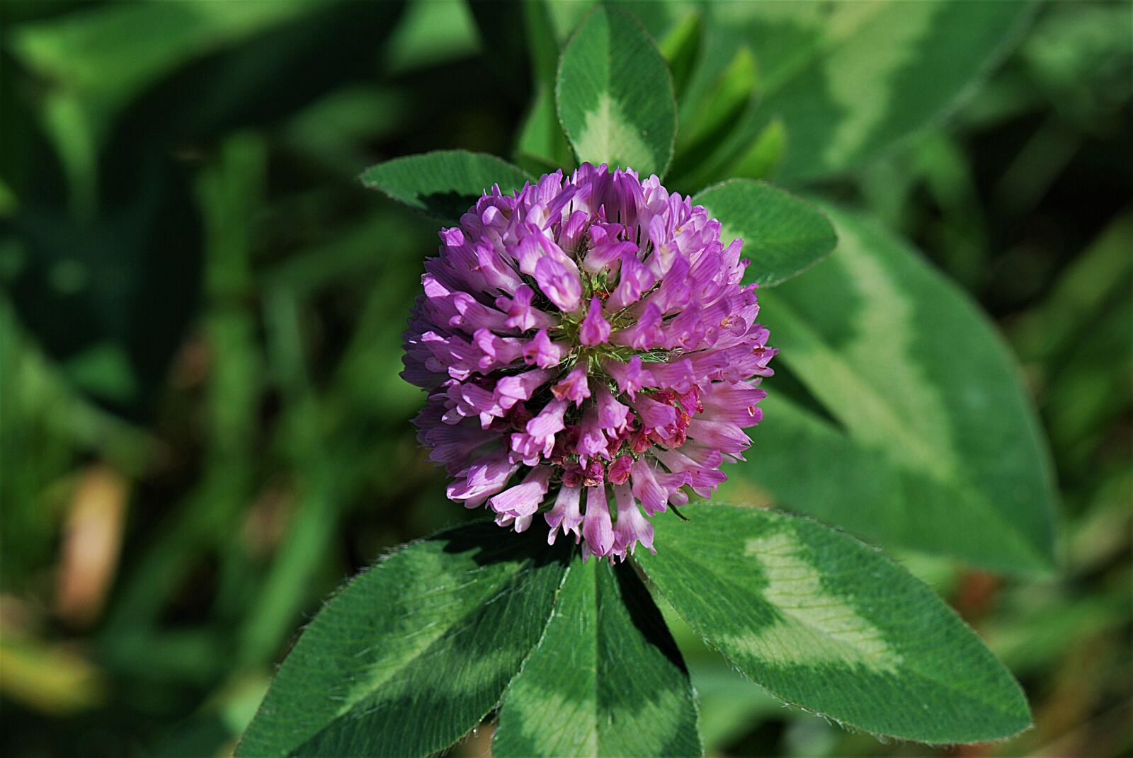 Nikon D80 sample photo. Blossom, bloom, clover flower photography