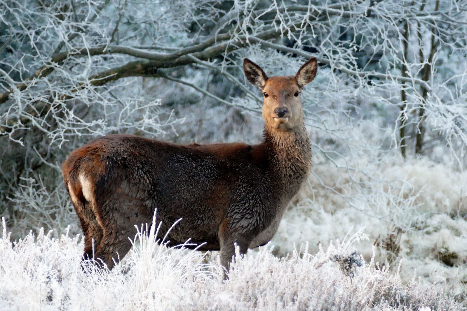 Panasonic Lumix DMC-FZ1000 sample photo. Deer, animals, nature photography