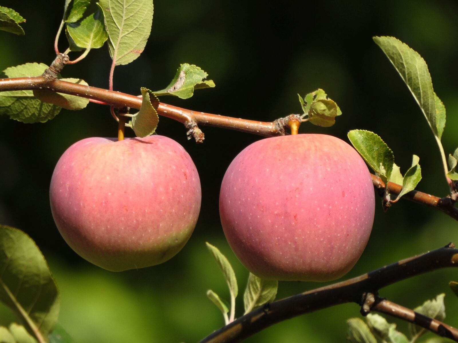 Nikon Coolpix P900 sample photo. Apple, fruit, close up photography