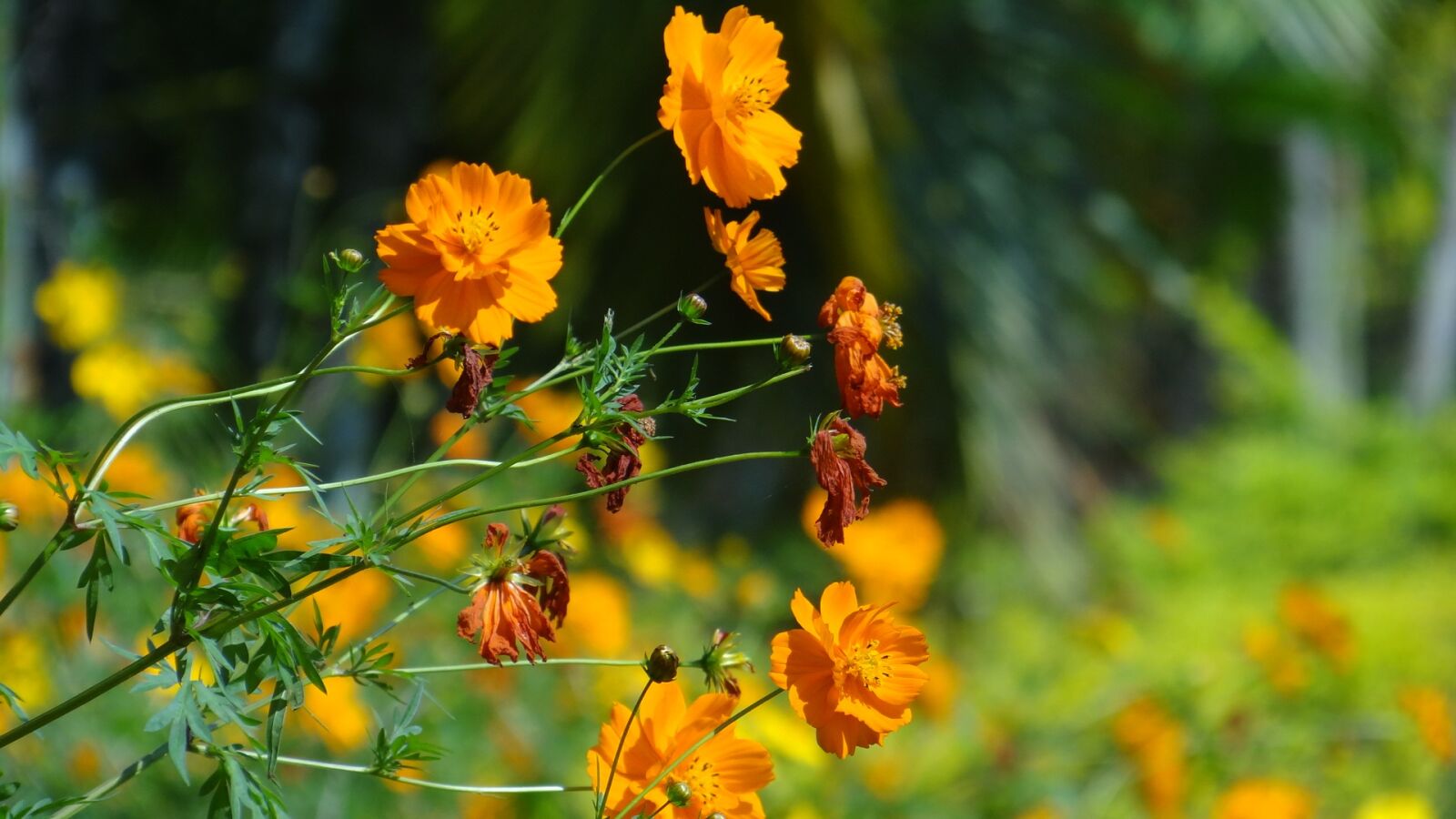 Sony Cyber-shot DSC-HX100V sample photo. Flower, garden, flower garden photography