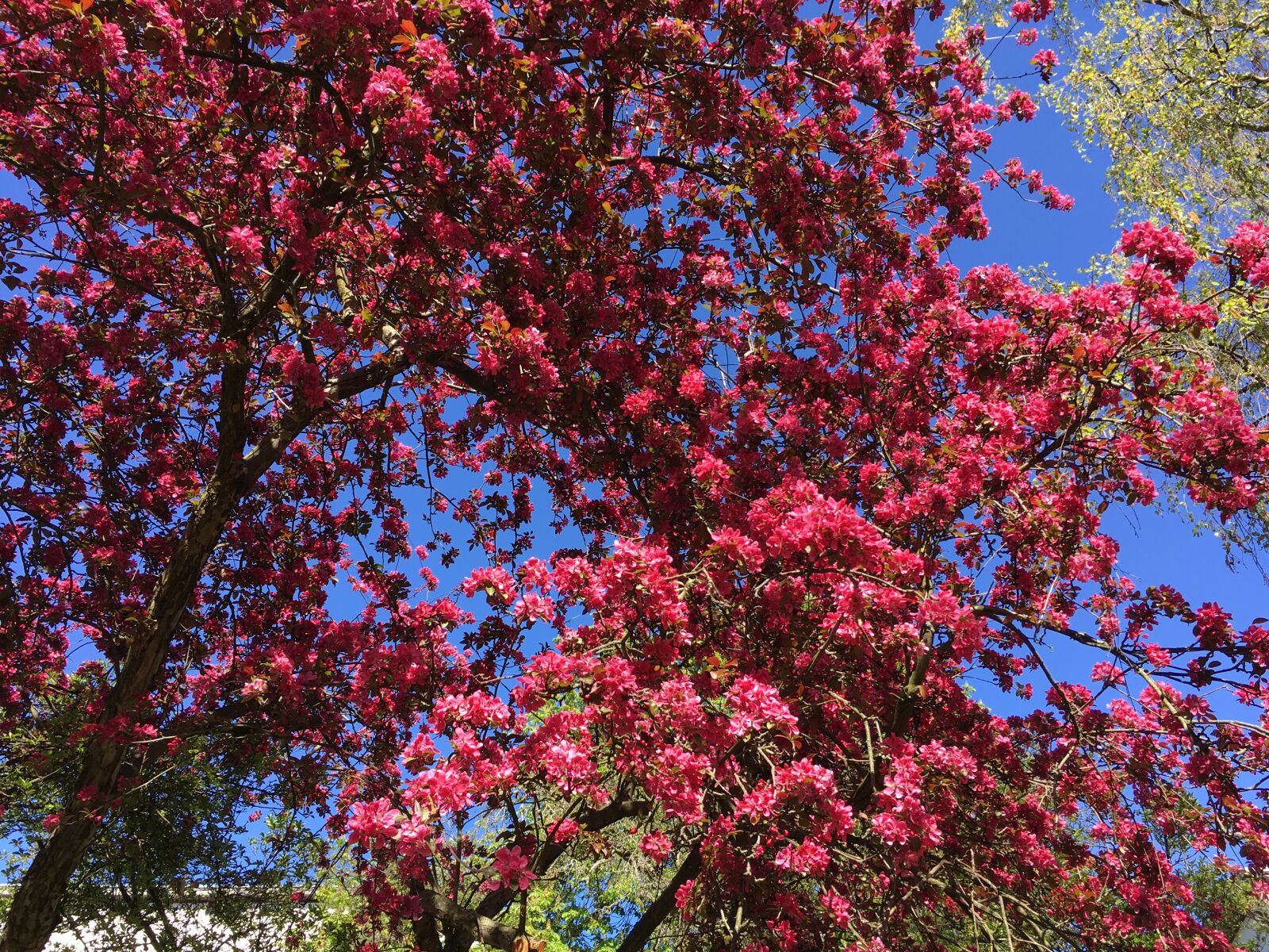 iPhone SE back camera 4.15mm f/2.2 sample photo. Flora, plant, trees photography