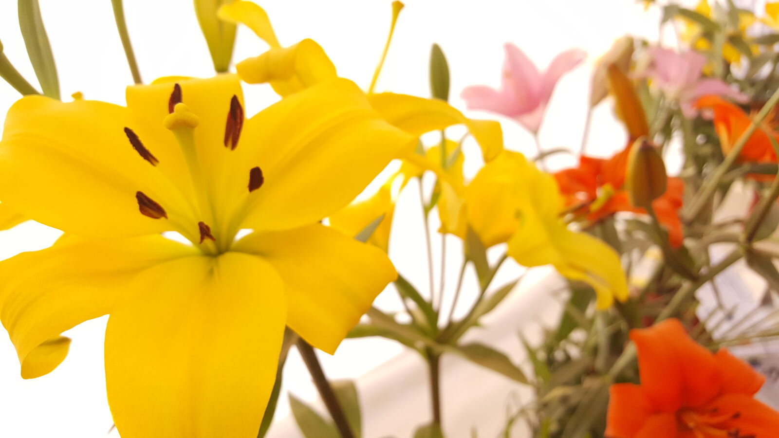 Samsung GALAXY S6 edge sample photo. Beautiful, bloom, blossom, botany photography