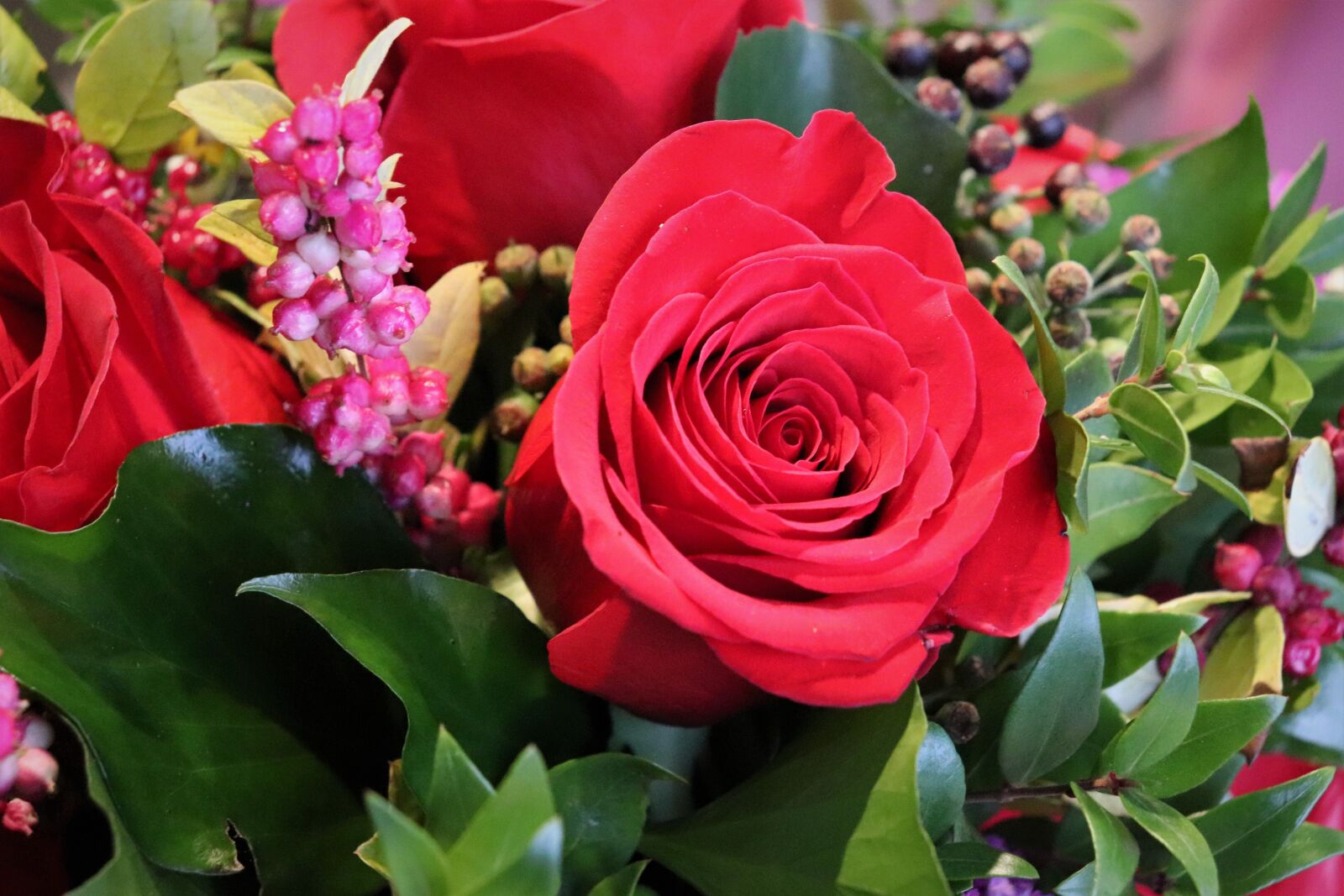 Canon EOS 200D (EOS Rebel SL2 / EOS Kiss X9) sample photo. Red rose, common holy photography