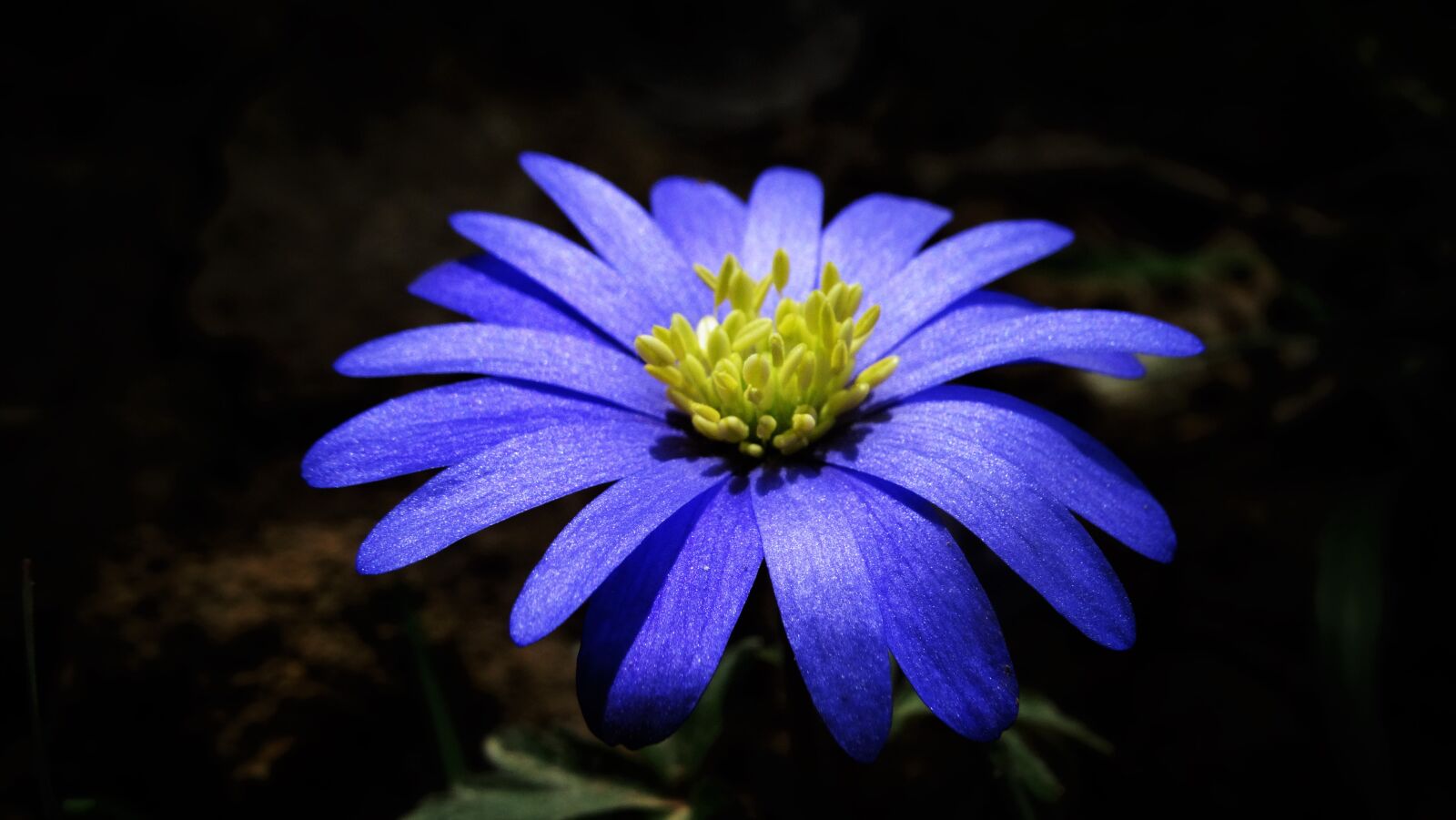 Sony Cyber-shot DSC-HX300 sample photo. Flower, wood anemone, wild photography