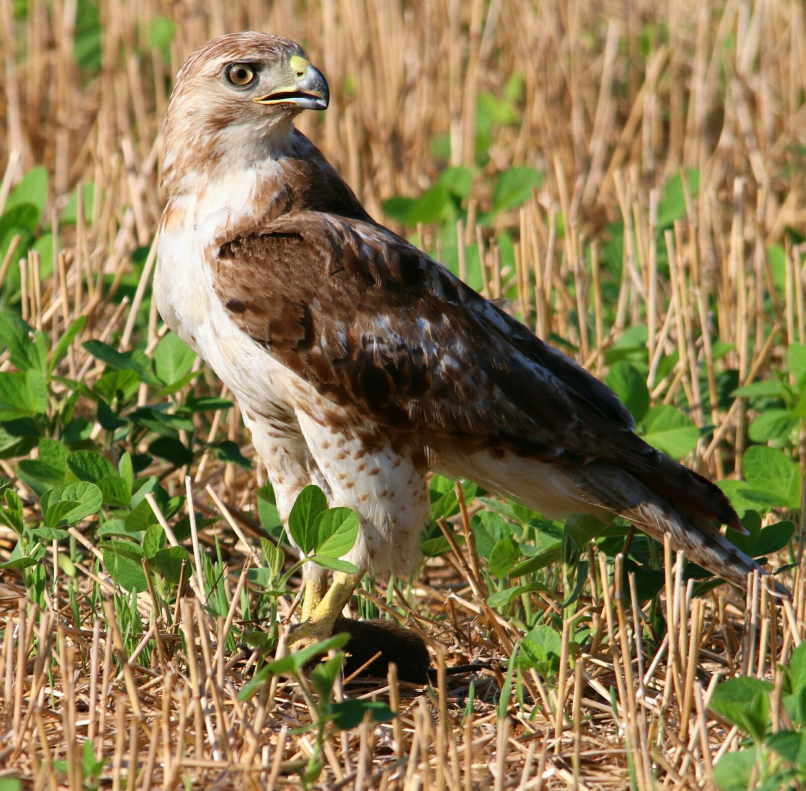 Canon EOS 70D sample photo. Red tailed hawk, red-tailed photography