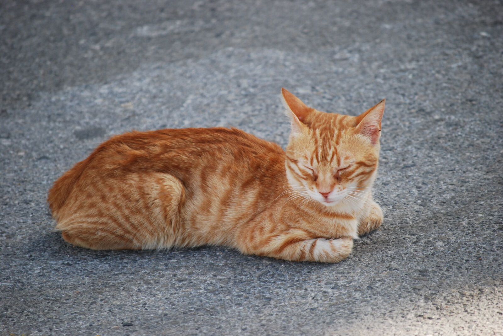 Nikon D40X sample photo