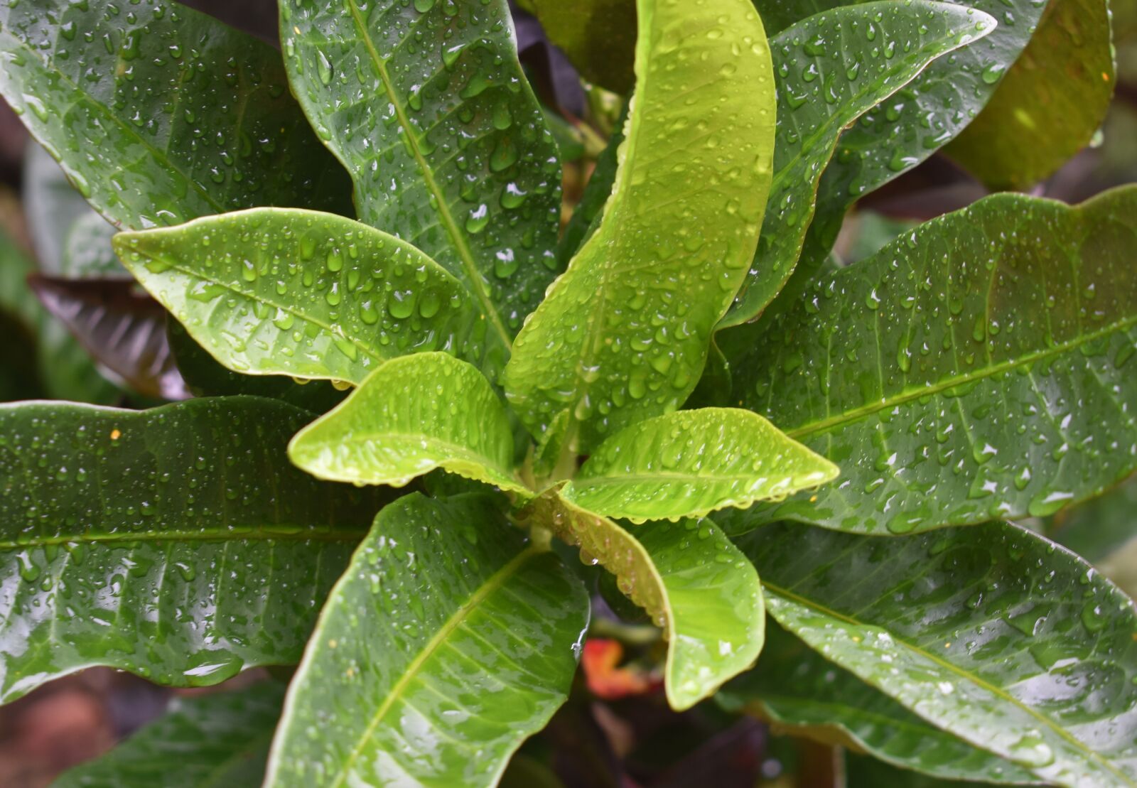 Nikon D3400 sample photo. Water drops, raindrop, rain photography
