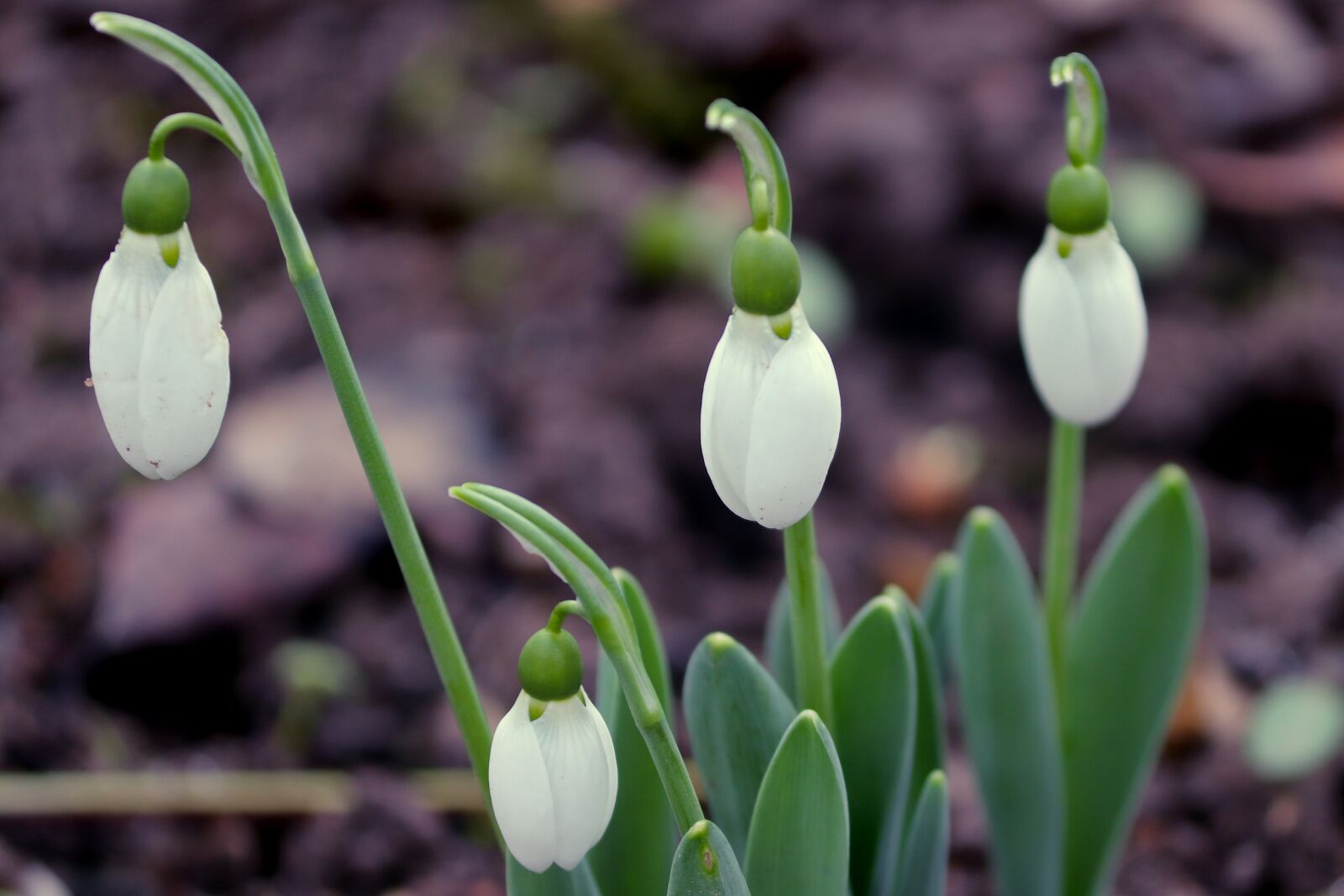Canon EOS 200D (EOS Rebel SL2 / EOS Kiss X9) sample photo. Snowdrop, spring, signs of photography