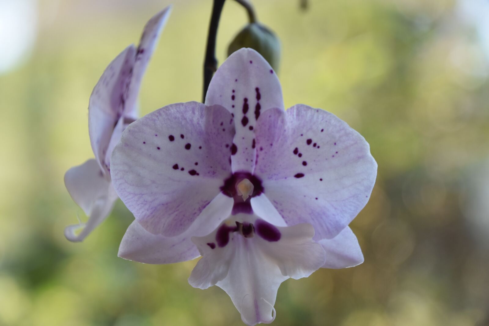 Nikon D5600 sample photo. Flower, nature, plant photography