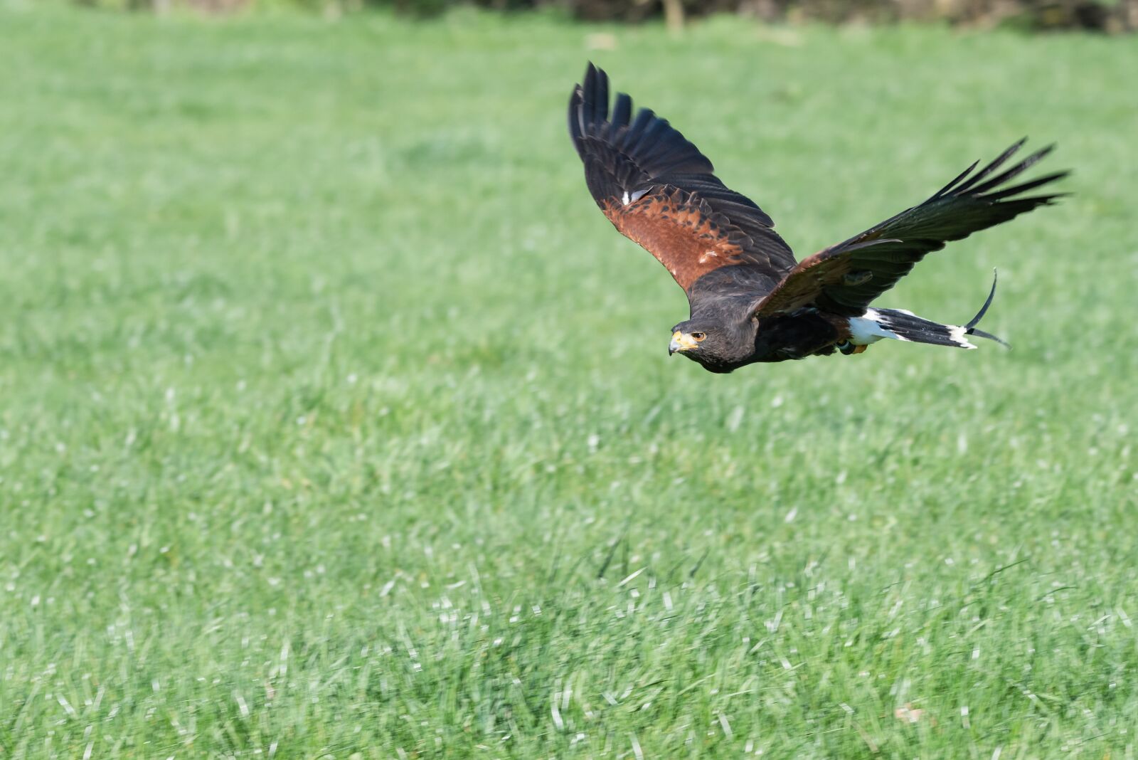 Nikon D810 sample photo. Harris hawk, raptor, bird photography