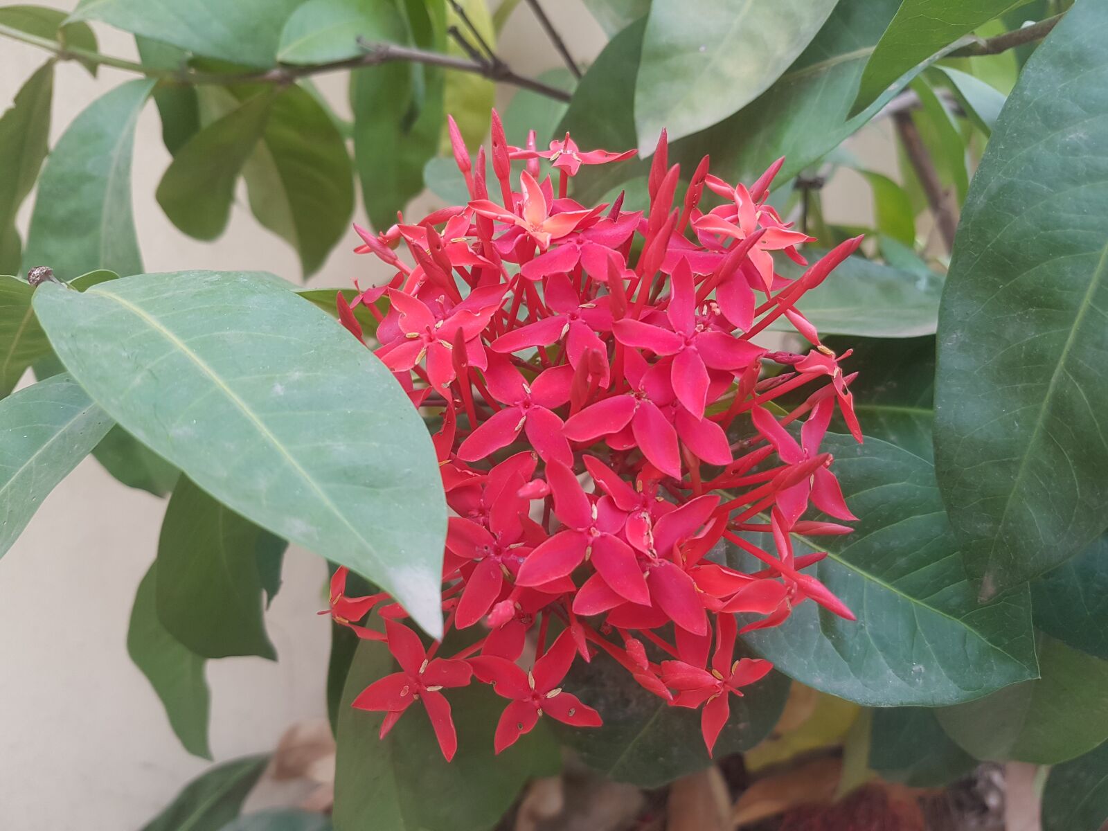 Samsung Galaxy S7 Edge sample photo. Flower, red, green photography