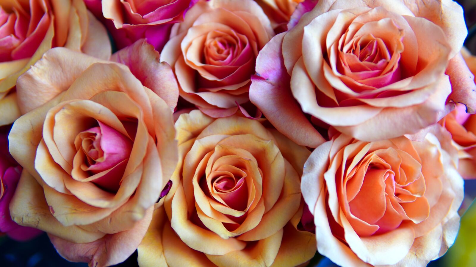 30mm F1.4 DC DN | Contemporary 016 sample photo. Roses, blossom, bloom photography