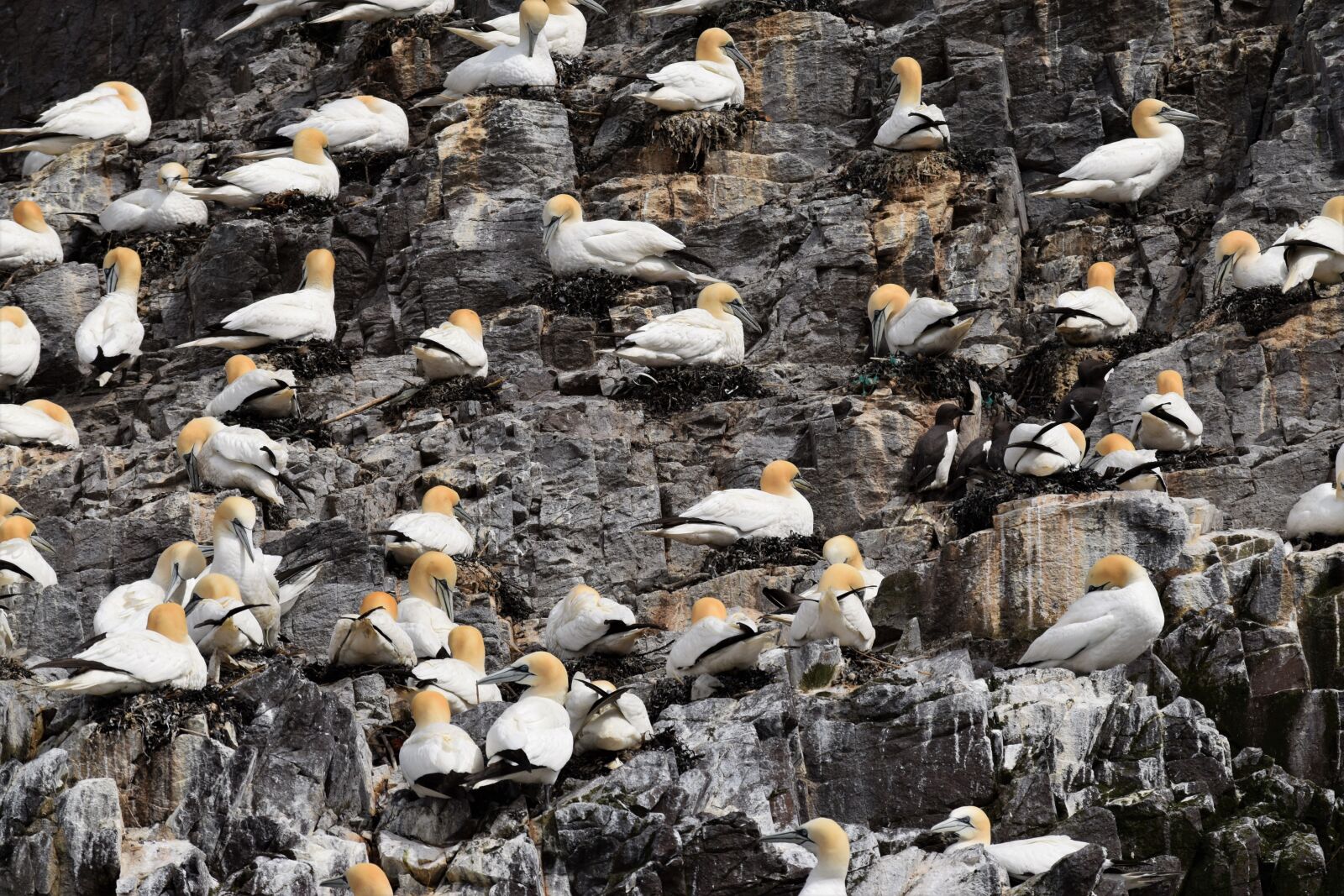 Nikon D3300 sample photo. Gannets, seabird, colony photography