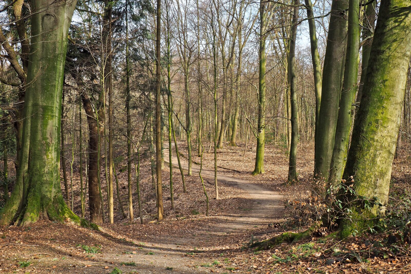 Olympus OM-D E-M10 sample photo. Forest, away, nature photography