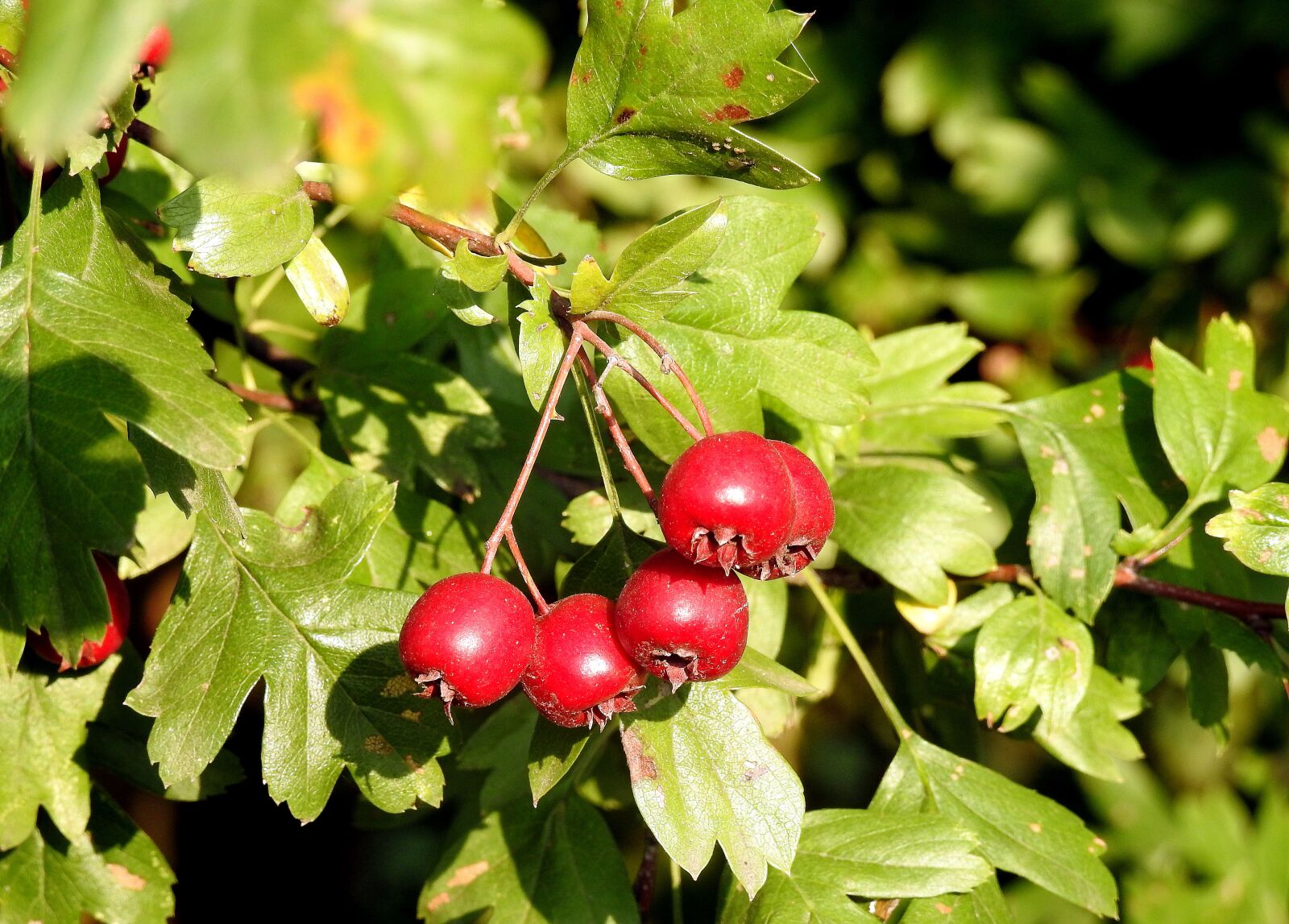 Nikon Coolpix P900 sample photo. Crataegus, hawthorn fruit, red photography