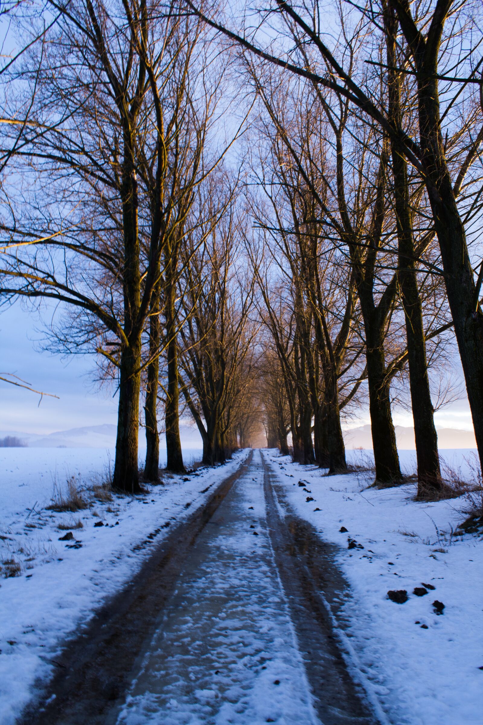 Canon EOS 1200D (EOS Rebel T5 / EOS Kiss X70 / EOS Hi) sample photo. Path, trees, snow photography