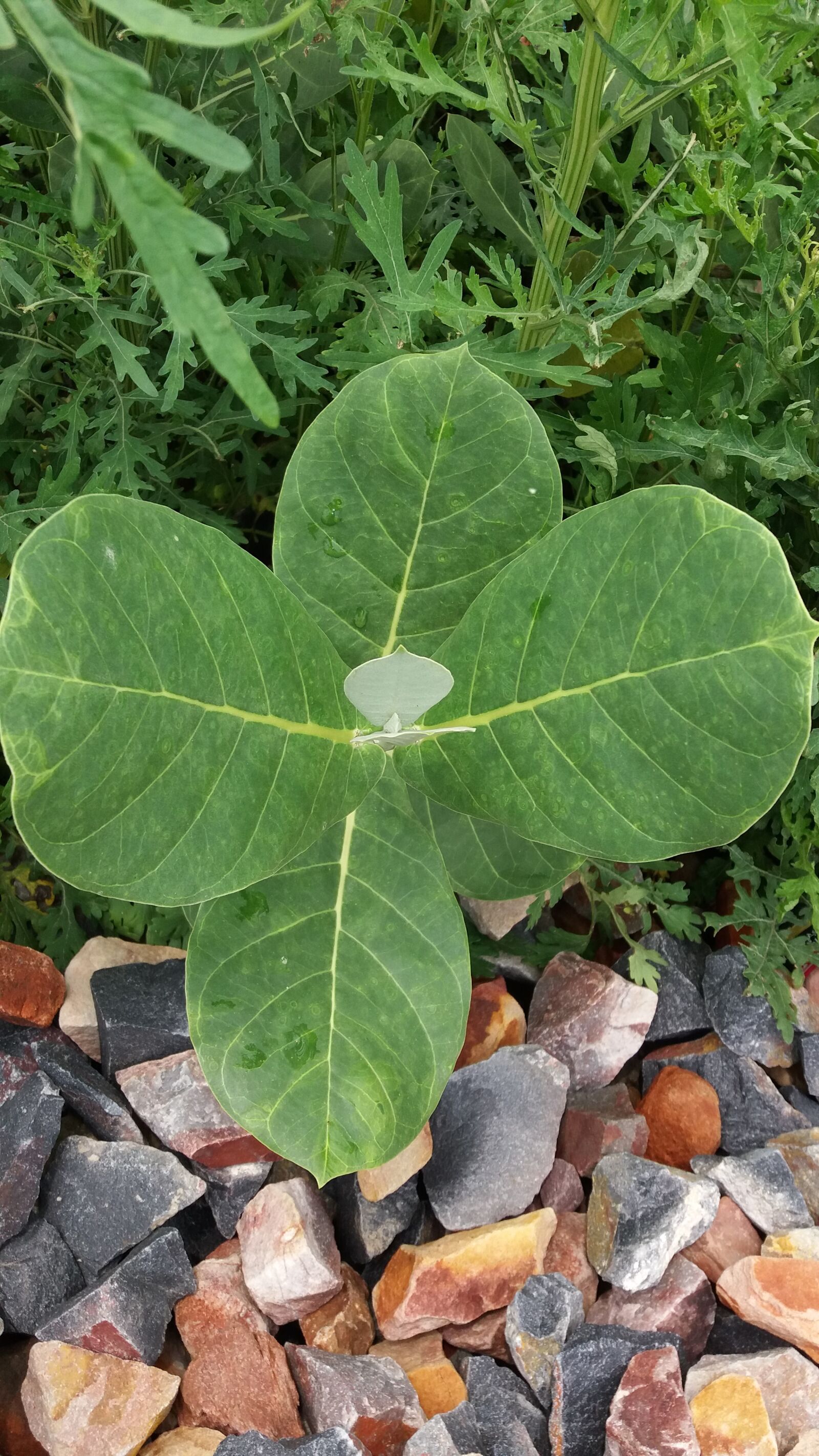 Samsung Galaxy J5 sample photo. Plant, and, stone photography
