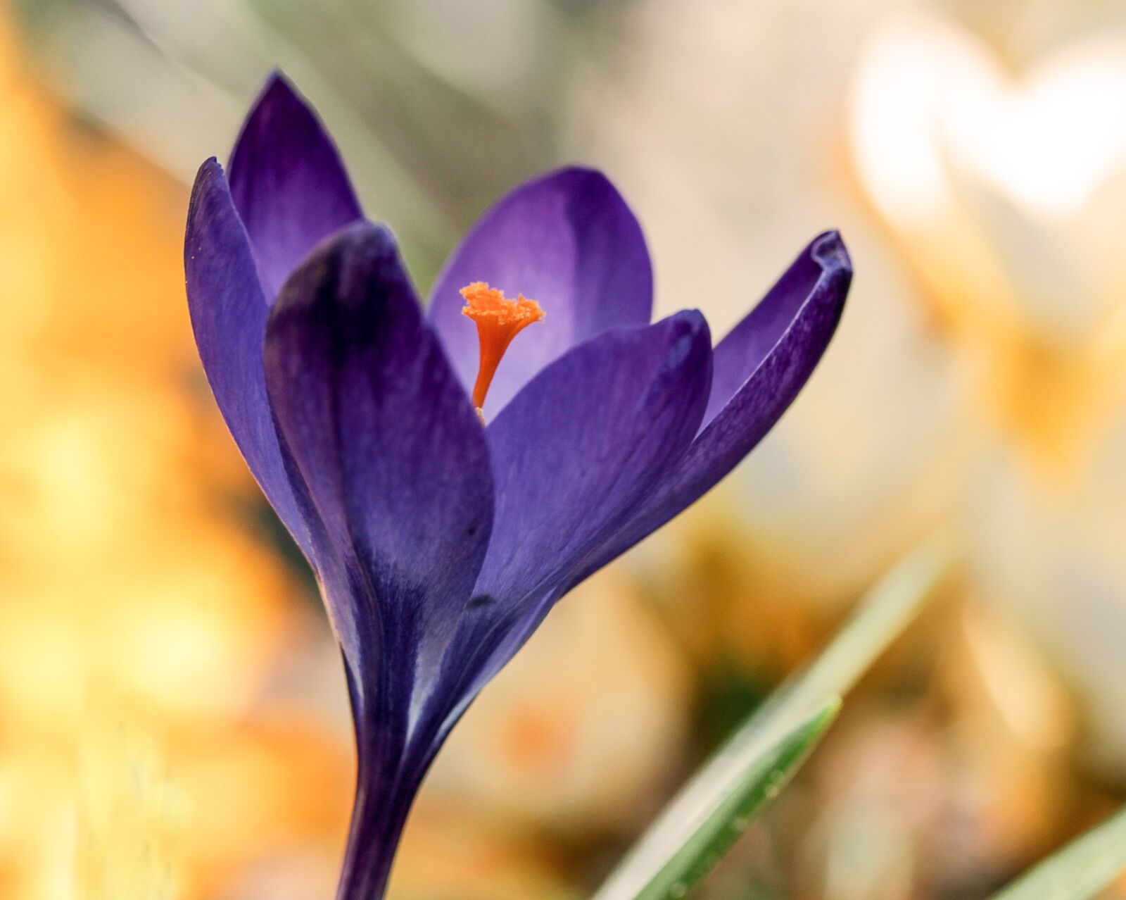 Canon EF-S 60mm F2.8 Macro USM sample photo. Flower, nature, crocus photography
