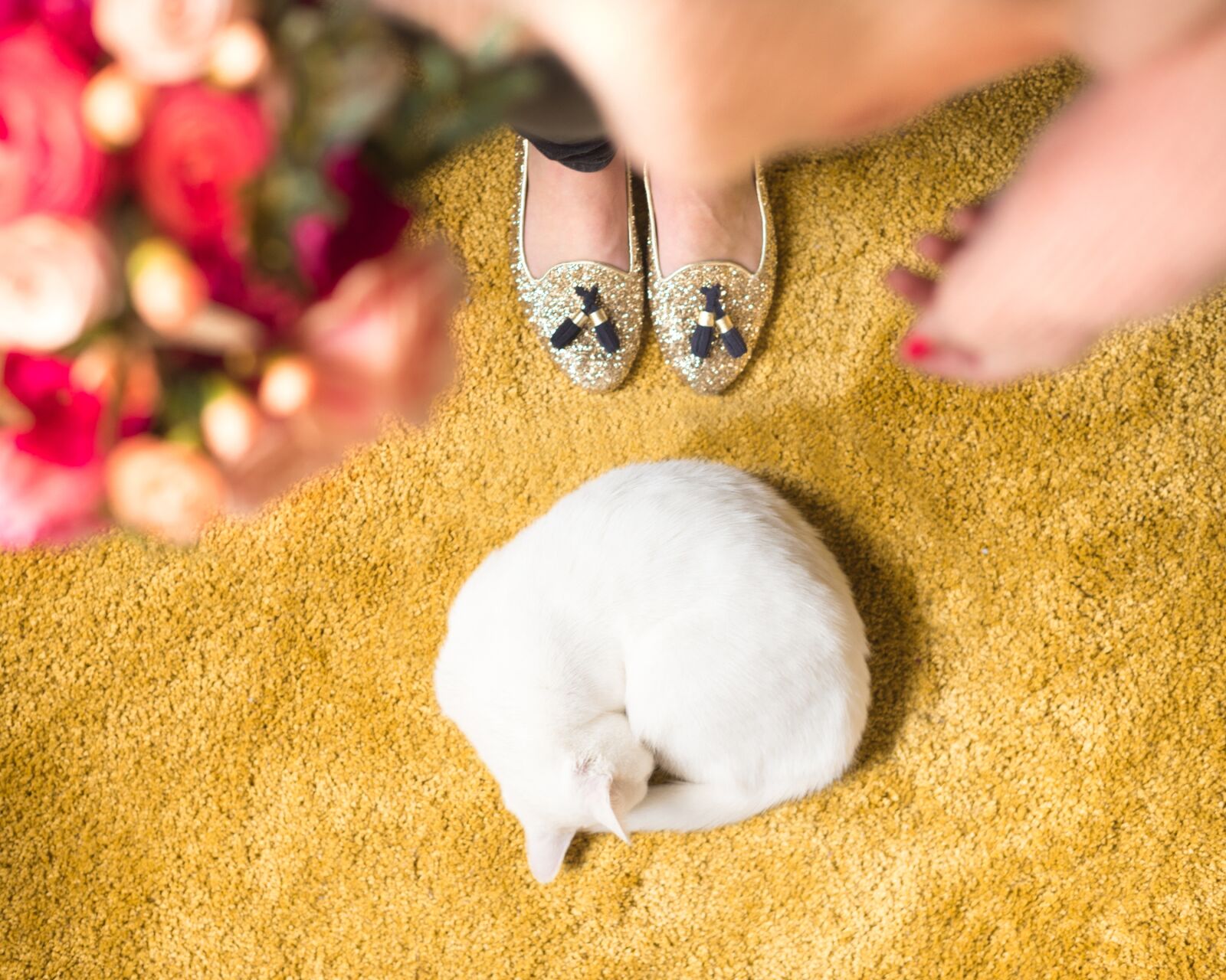 Nikon D750 sample photo. Cat, waterlily, nala photography